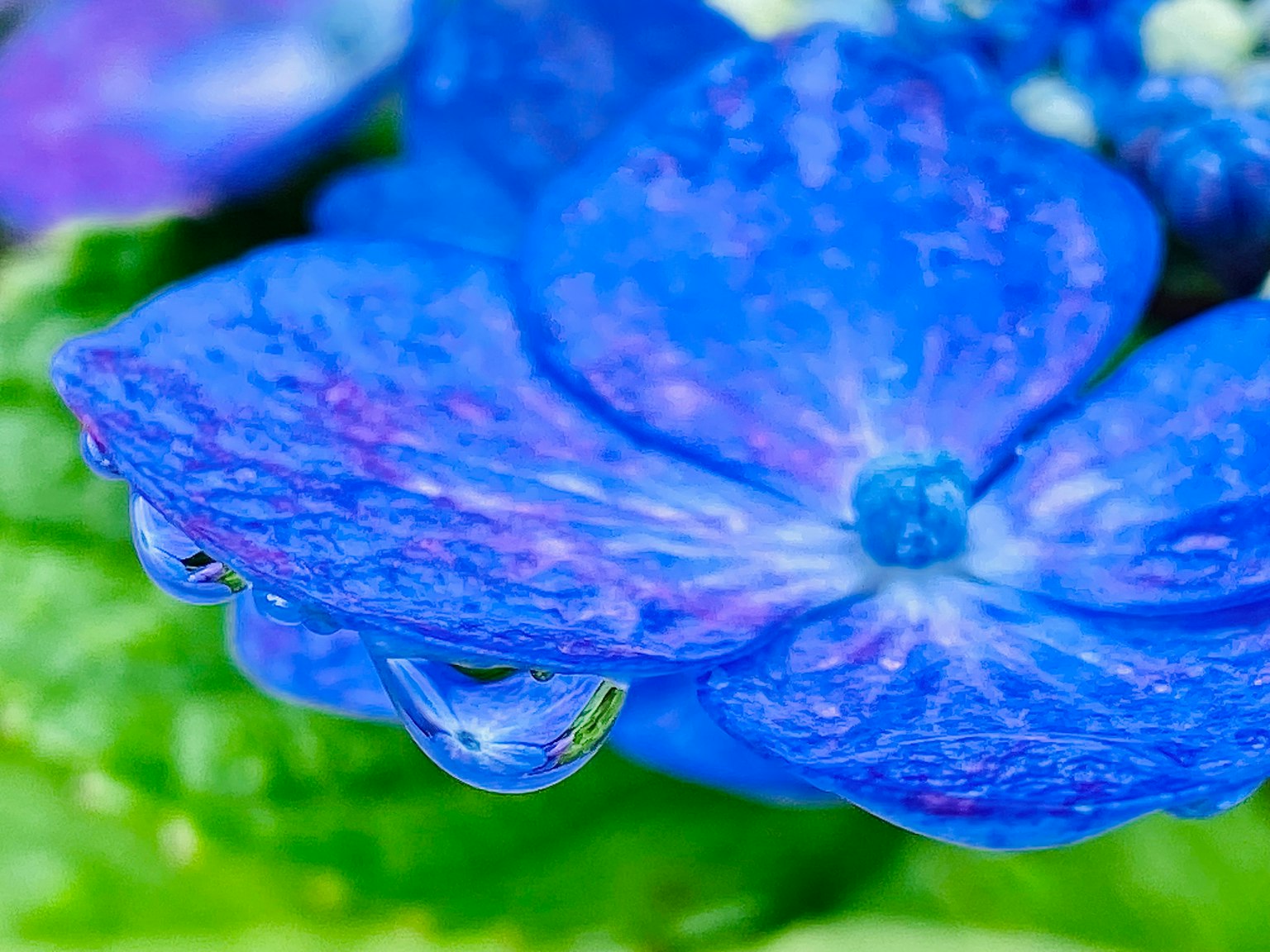 Close-up of blue flower petals with water droplets