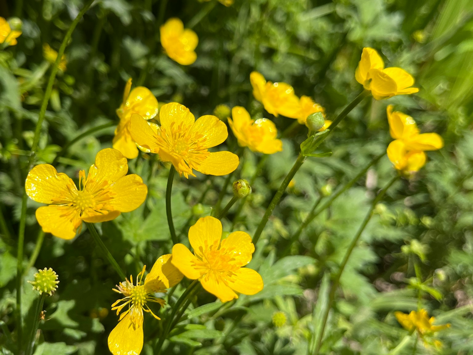 Fleurs jaunes vives fleurissant dans un cadre naturel