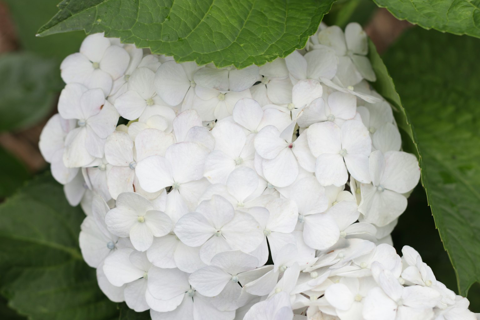 Blütencluster in Weiß mit grünen Blättern
