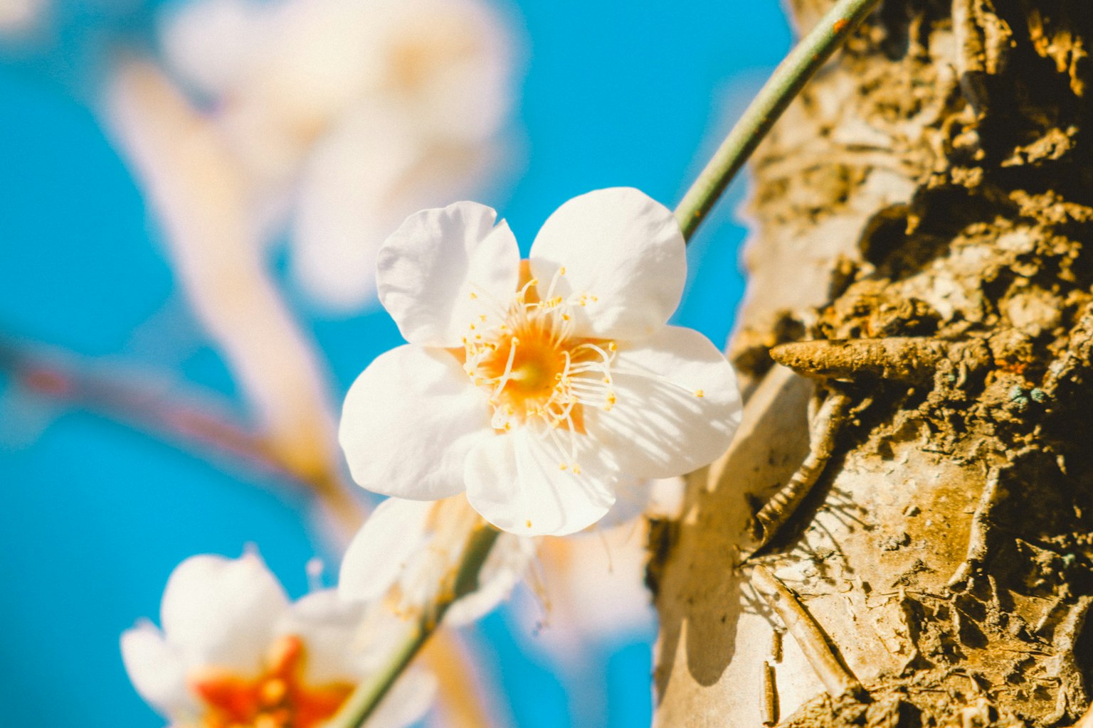 White flower blooming against a blue sky with tree bark