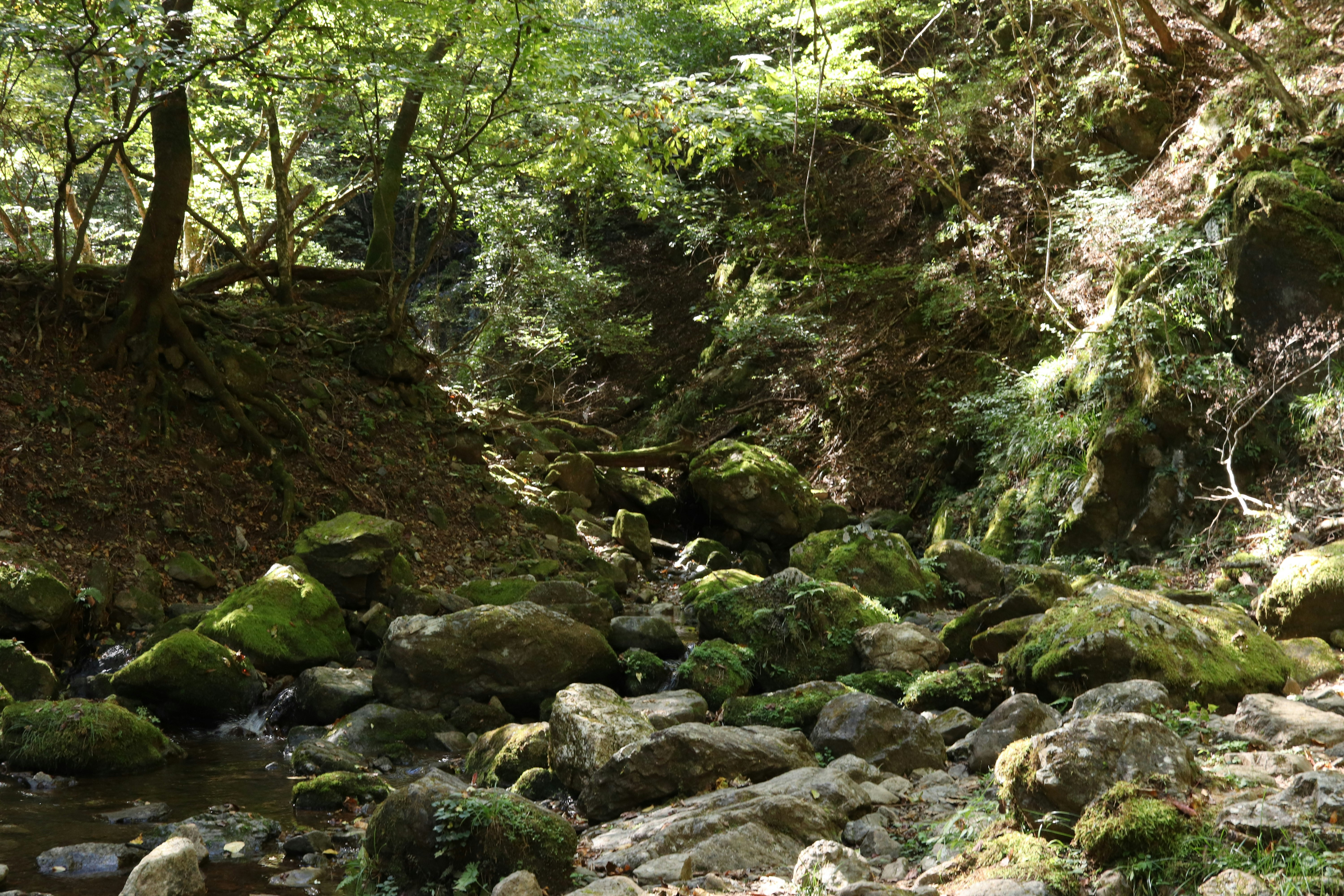苔むした岩と小川が流れる森の渓谷