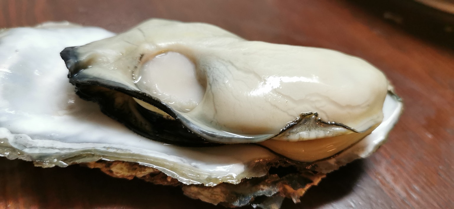 新鲜生蚝放在贝壳上