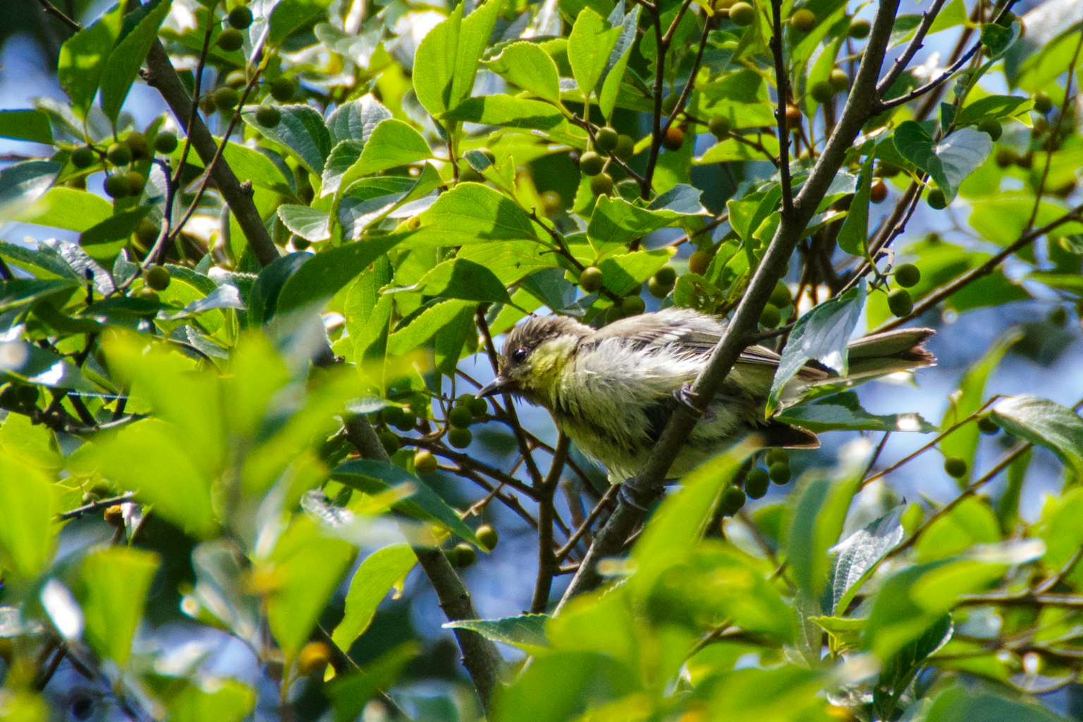 Un pequeño pájaro posado en una rama rodeado de hojas verdes
