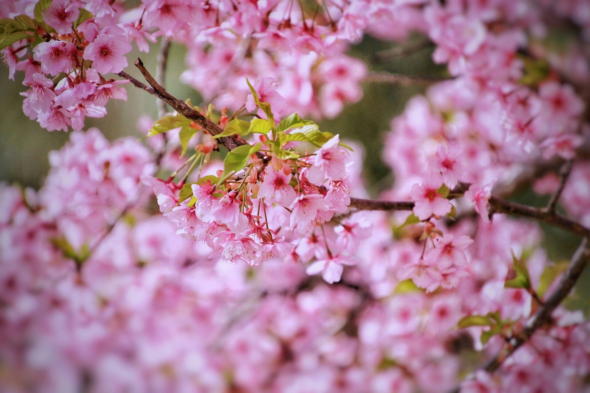満開の河津桜の花と枝先のクローズアップ