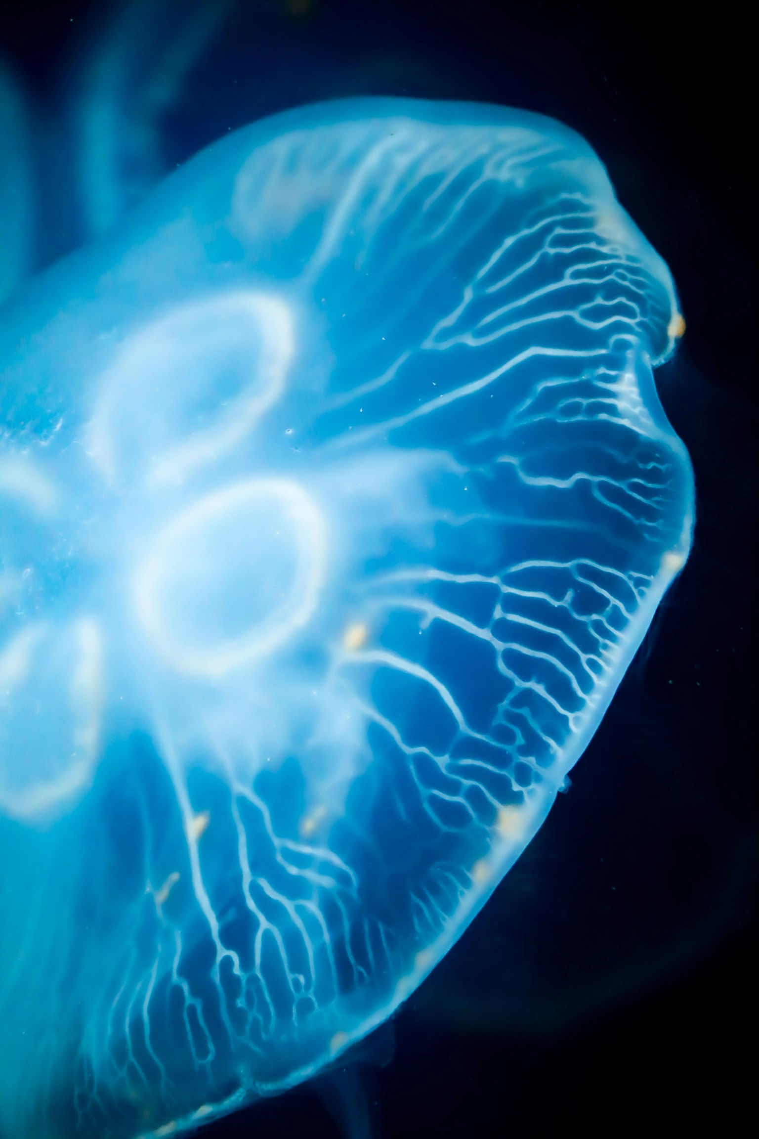 Imagen en primer plano de una medusa azul con cuerpo transparente y tentáculos delicados