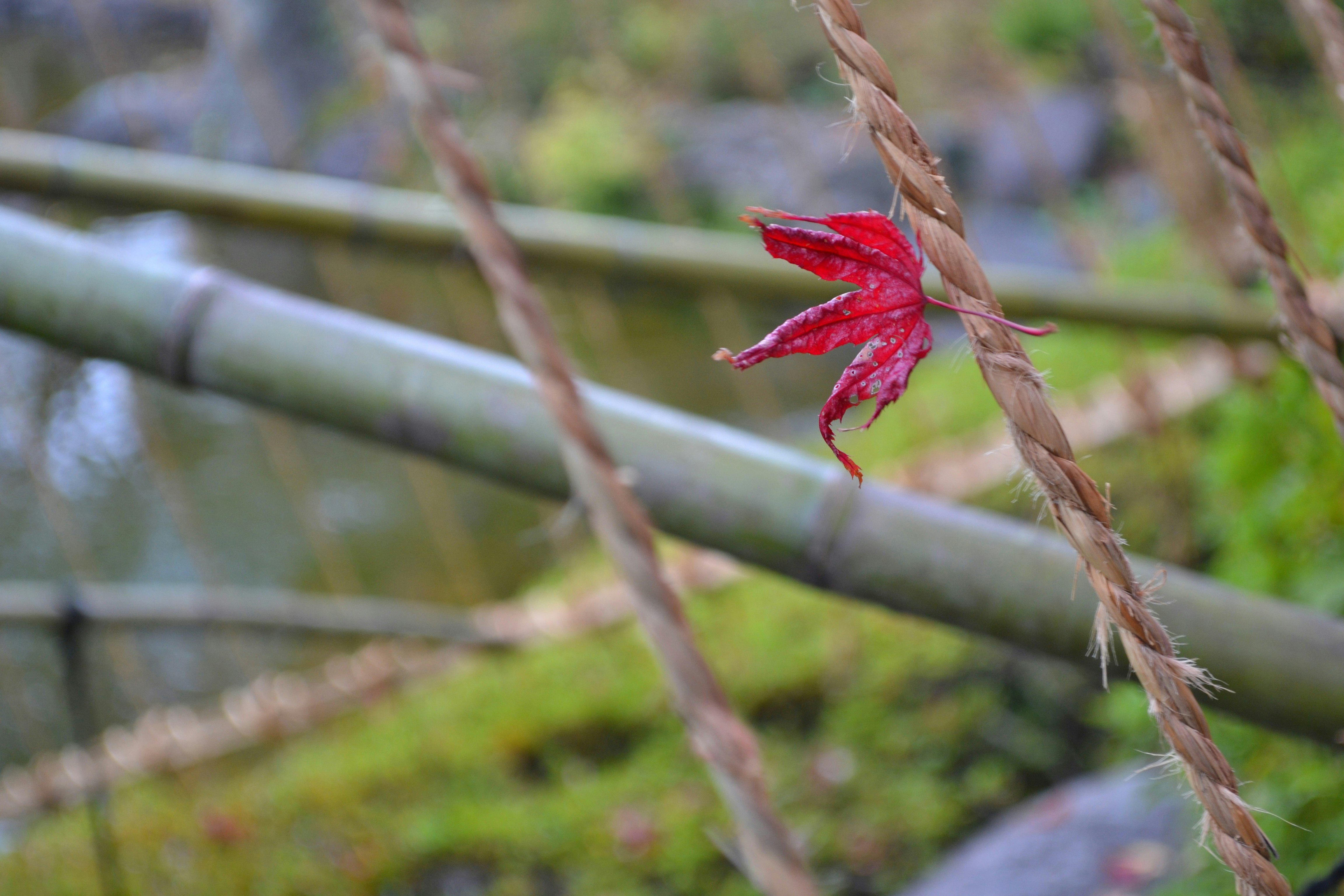 赤い穂が揺れる草むらのクローズアップ