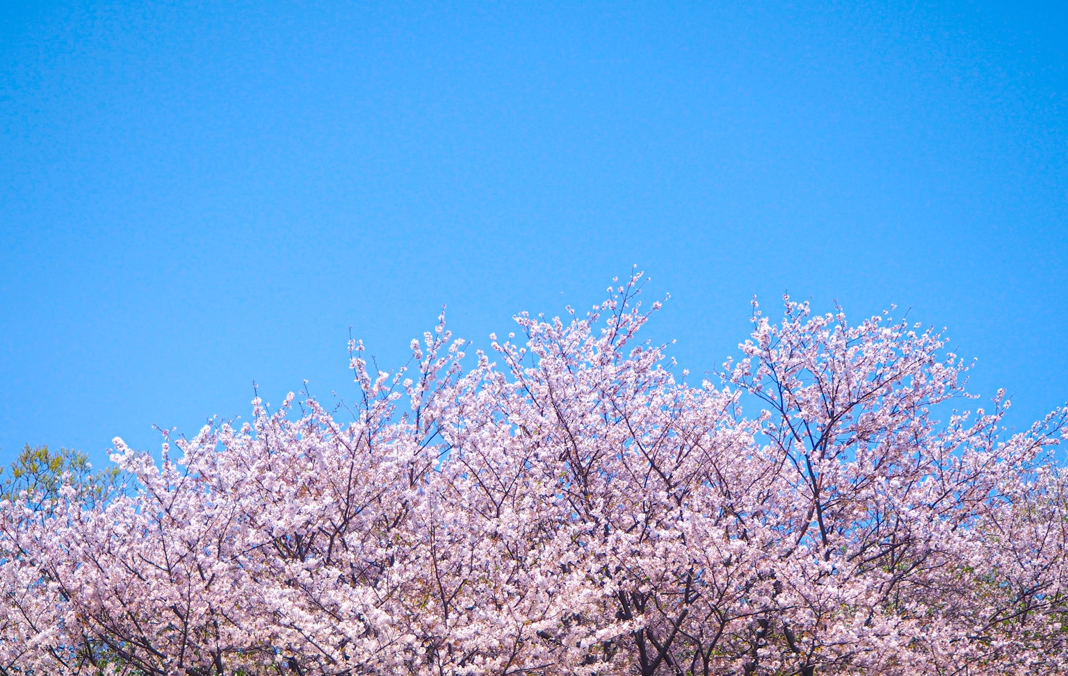Pohon sakura yang mekar di bawah langit biru cerah