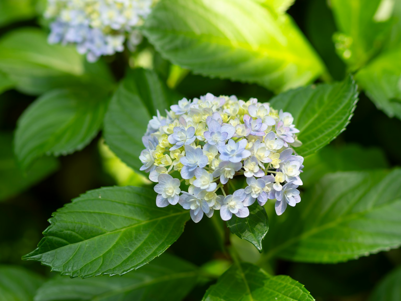 Una pianta con fiori blu chiaro e bianchi circondata da foglie verdi