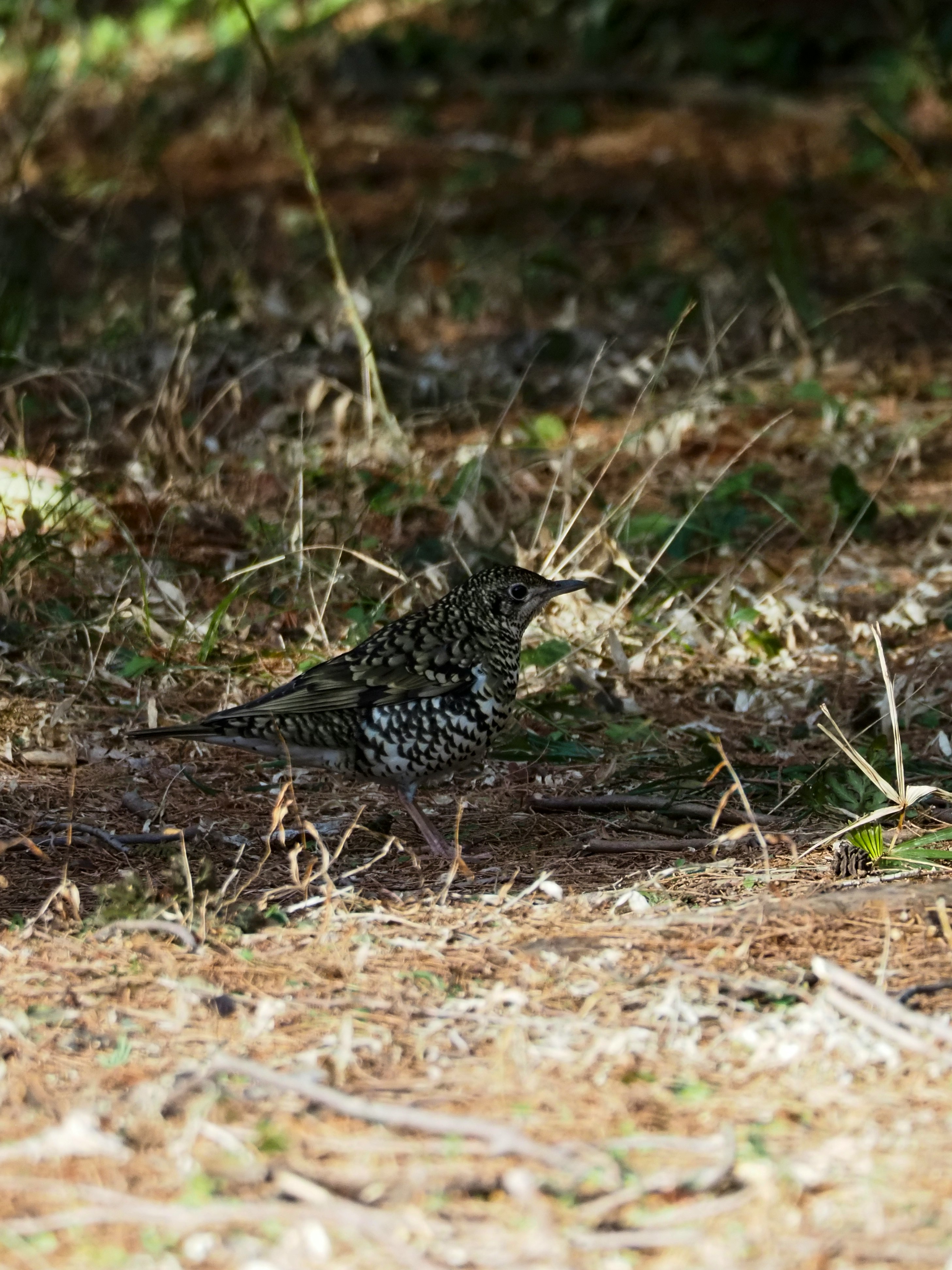 地面にいるトラツグミ（京都の絶滅危惧種）