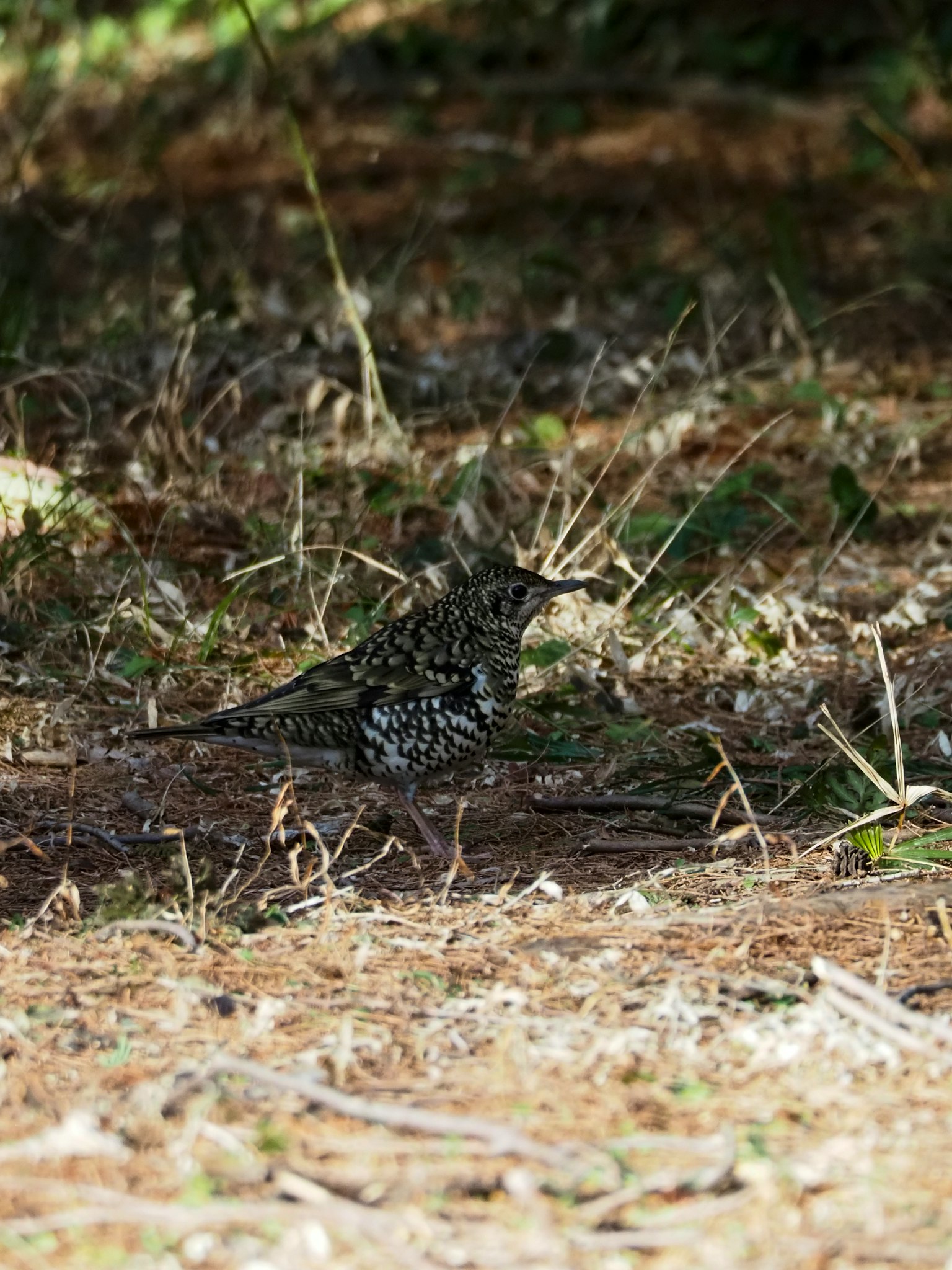 Một con chim nhỏ trên mặt đất hòa vào cỏ và lá xung quanh