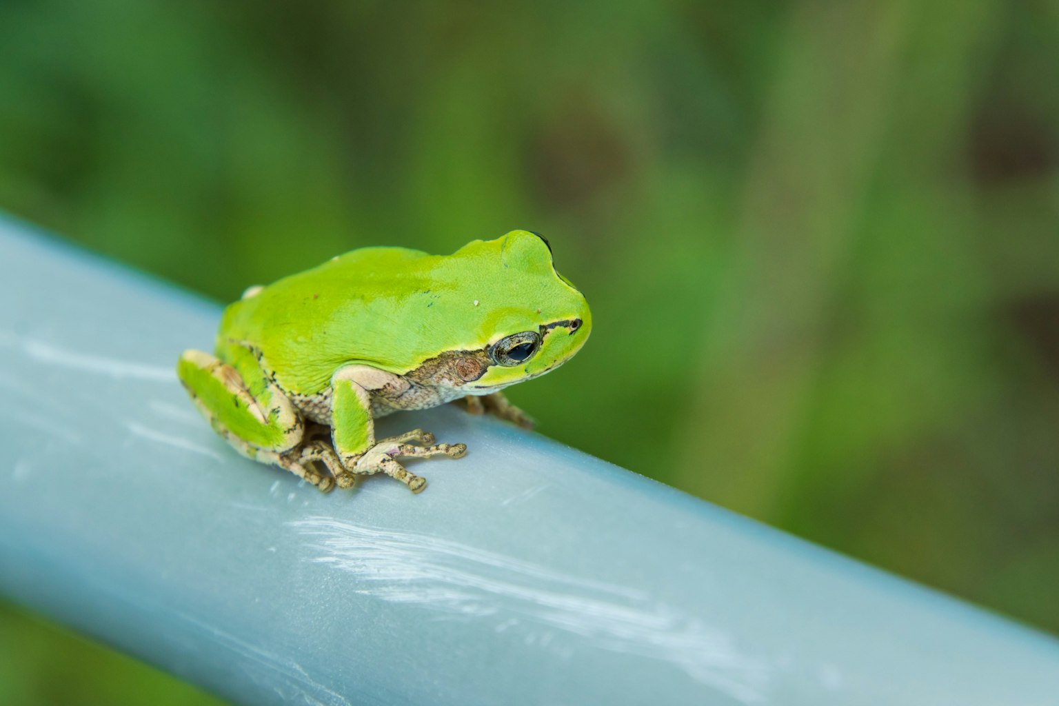 Seekor katak hijau bertengger di tiang abu-abu