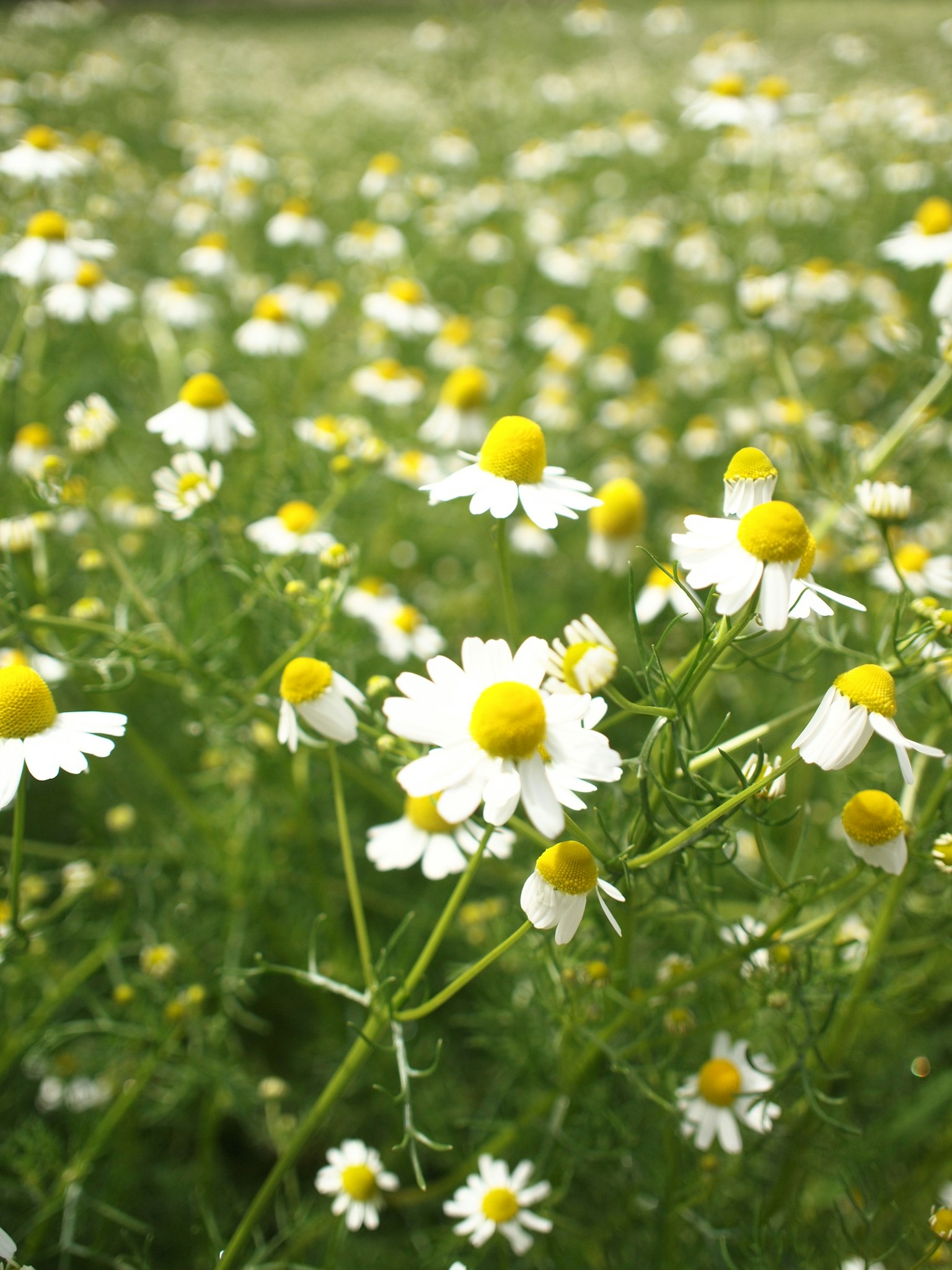 Field of chamomile flowers with white petals and yellow centers
