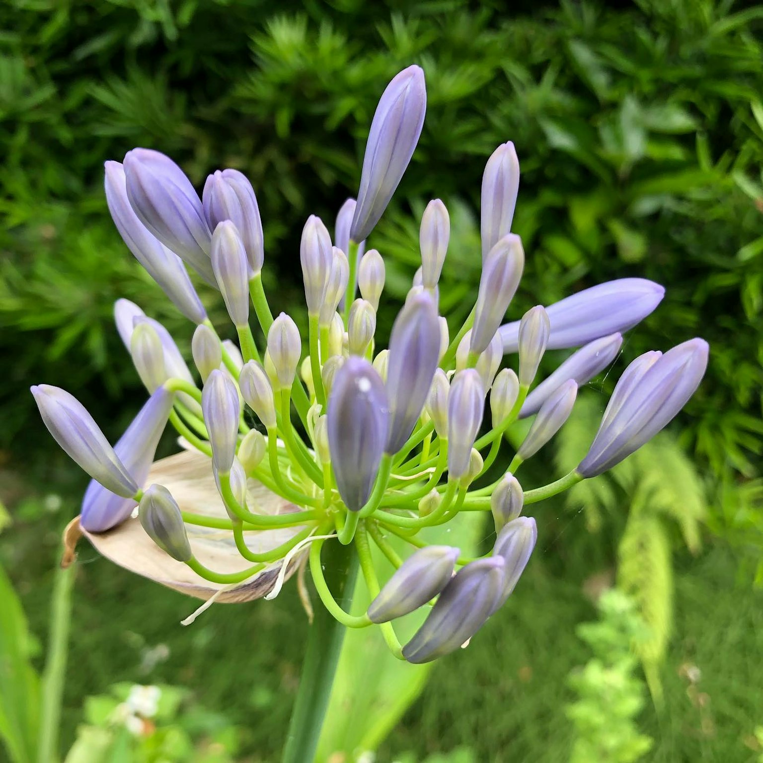 Agapanthus-Blume mit blauen Blütenblättern blüht