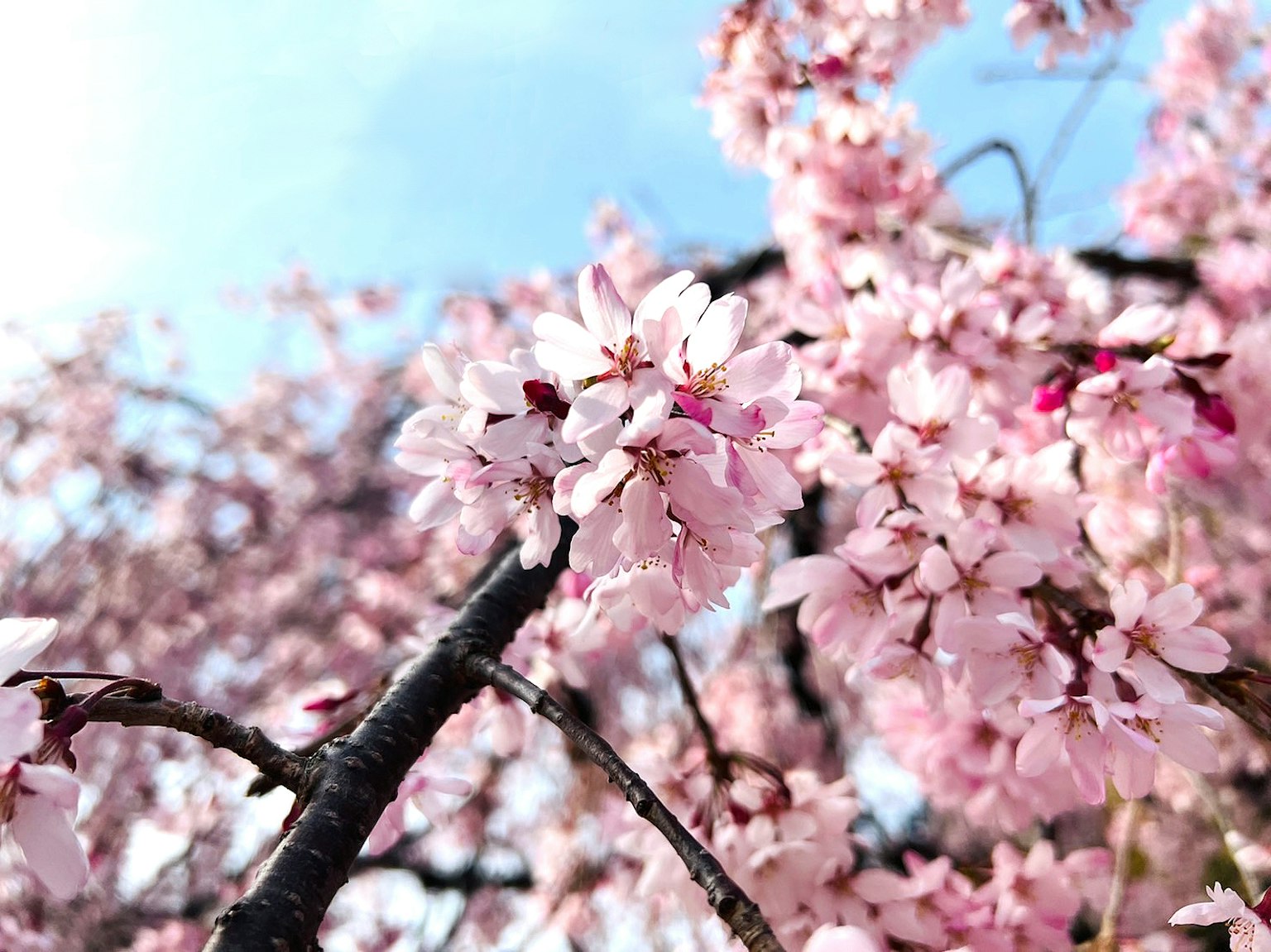 Primer plano de ramas de cerezo con flores rosadas contra un cielo azul