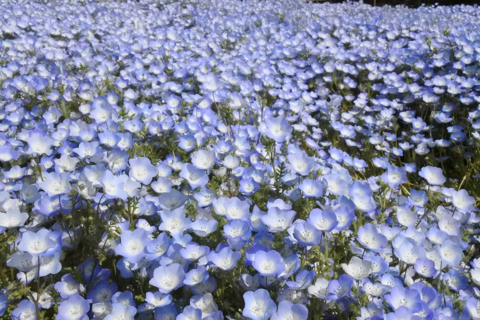 Weites Feld mit blauen Blumen
