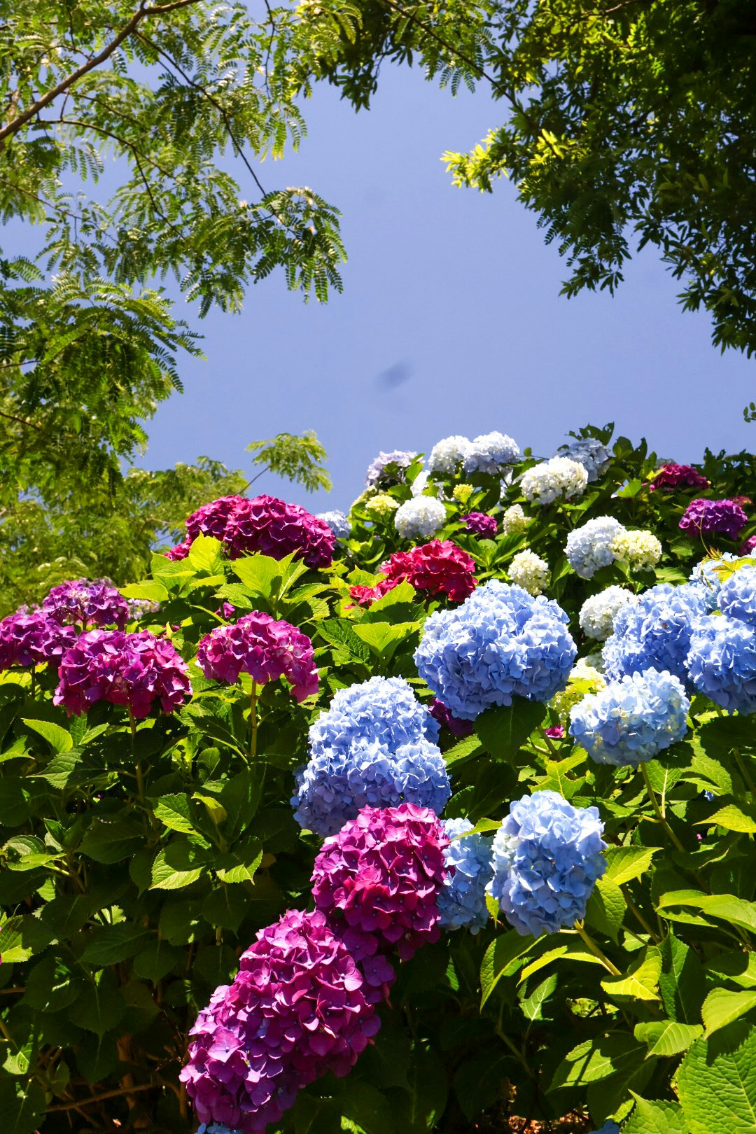 bunte Hortensien blühen unter blauem Himmel im Garten