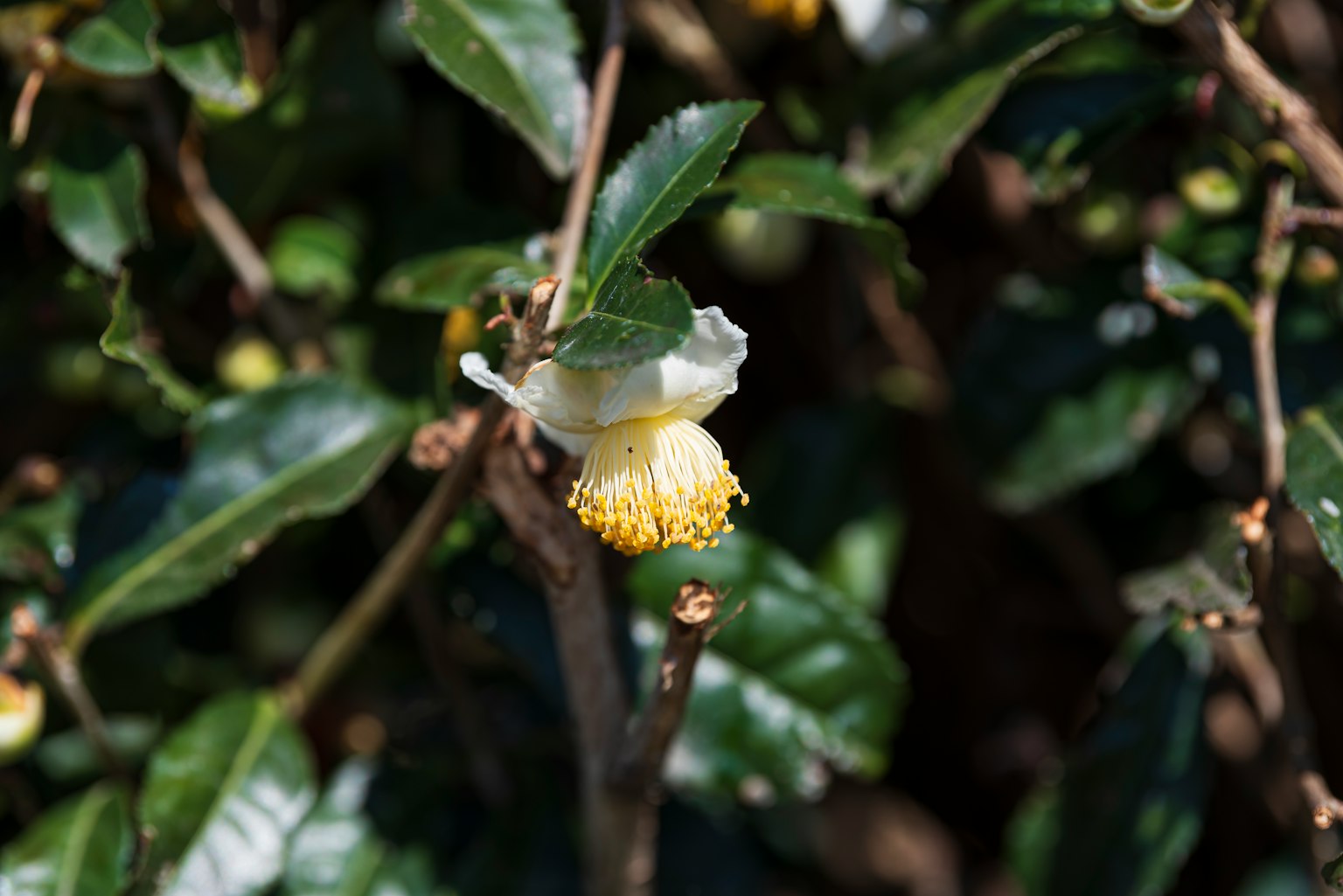 Gros plan d'une plante de thé avec une fleur blanche et des feuilles vertes