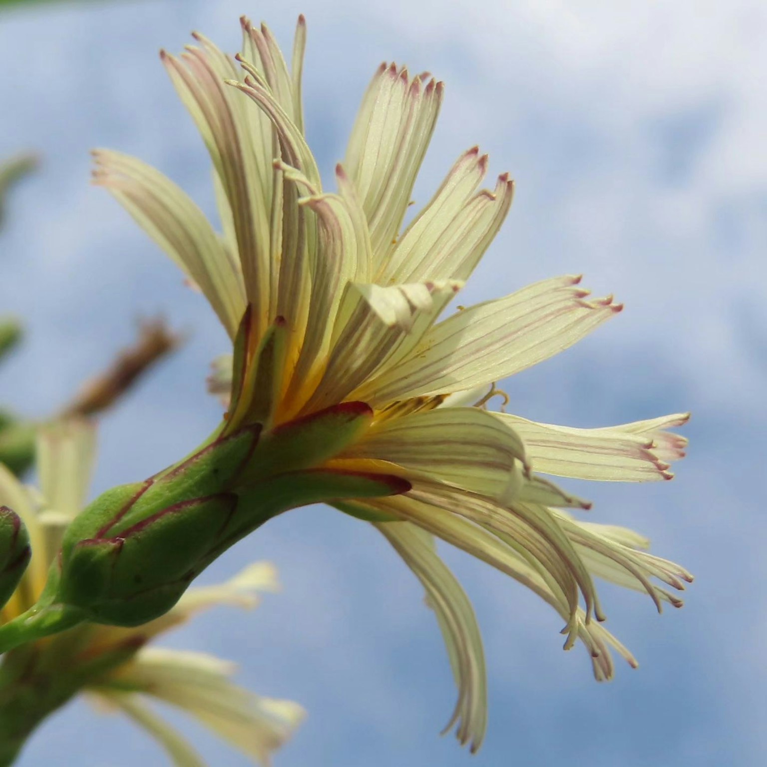 Primo piano di un fiore di pianta con petali gialli distintivi