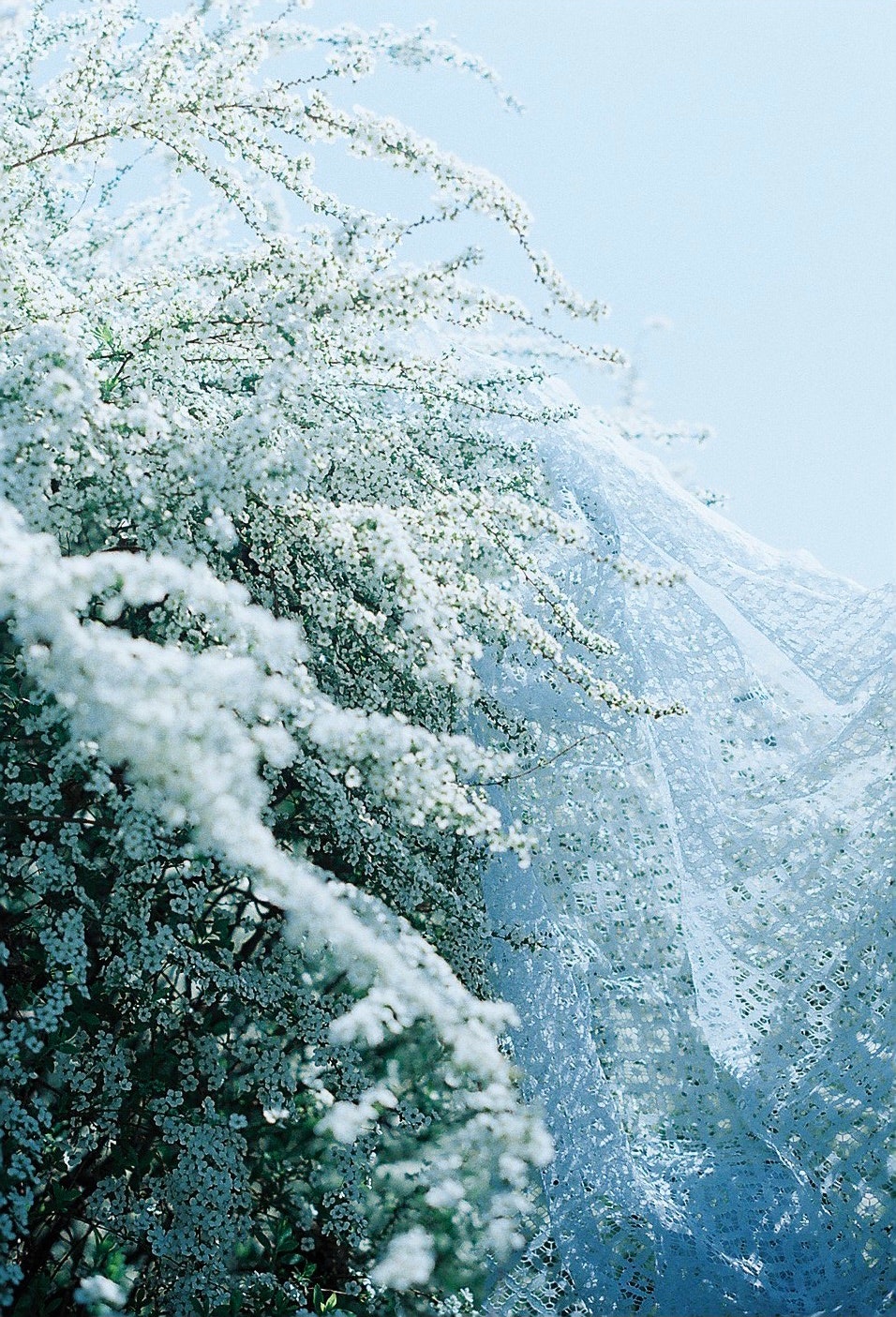 雪の降る山の斜面と木々の雪景色