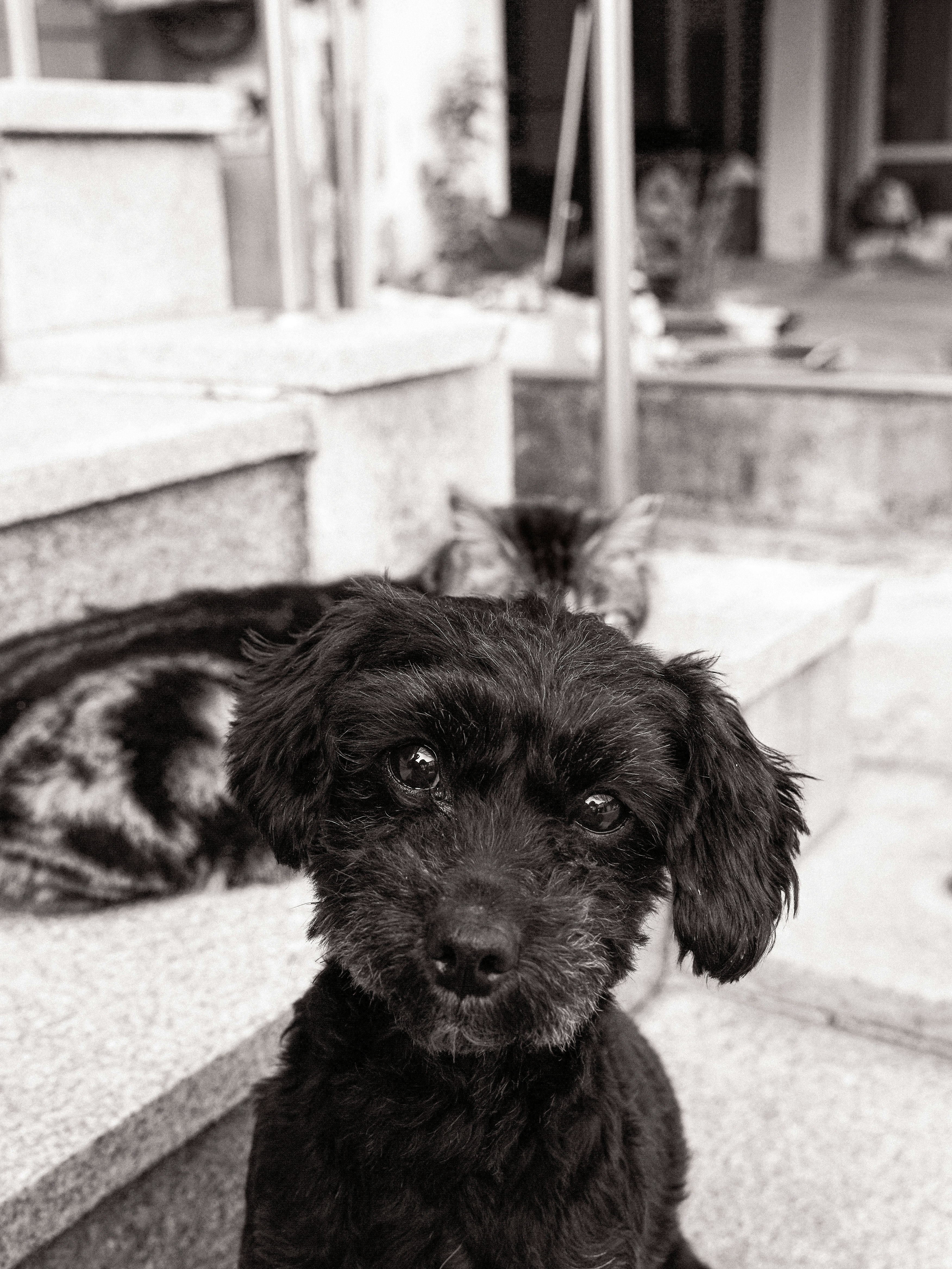 階段の段差にいる黒い小型犬