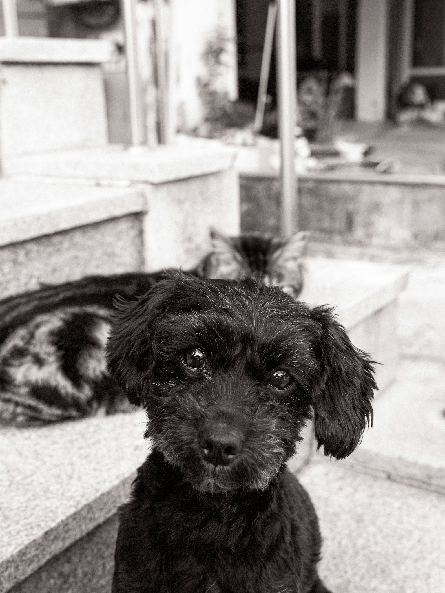 黒い犬が階段の前に座っている背景に猫がいる