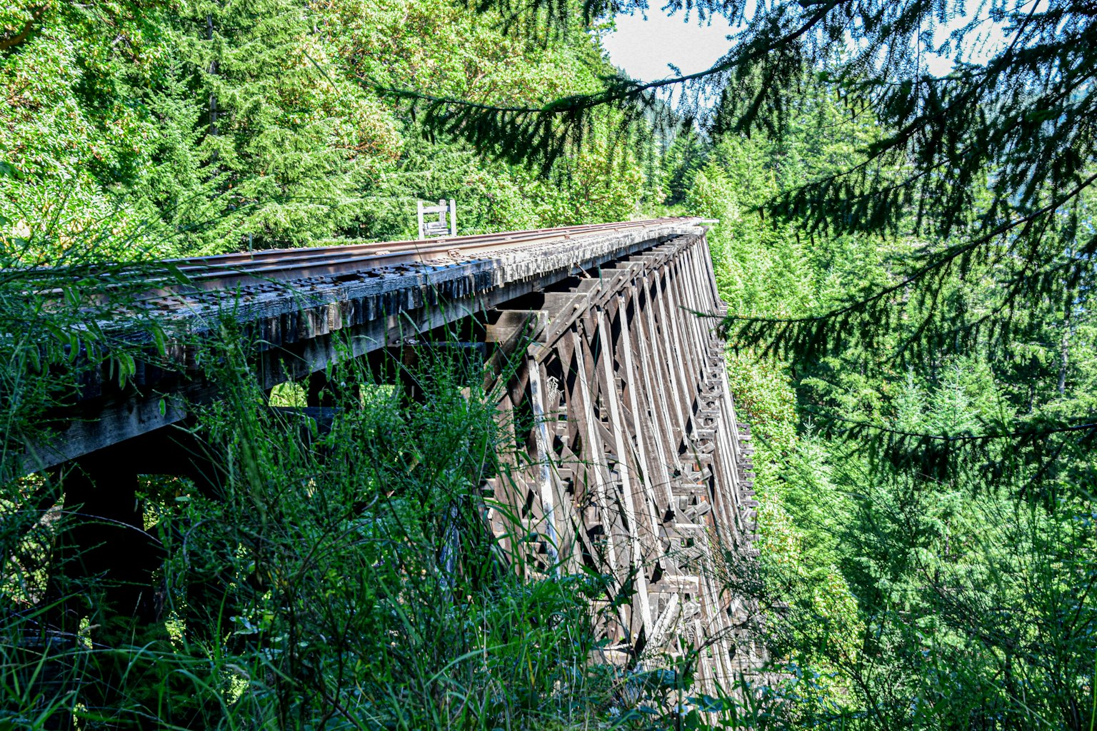 Old wooden bridge surrounded by lush green forest