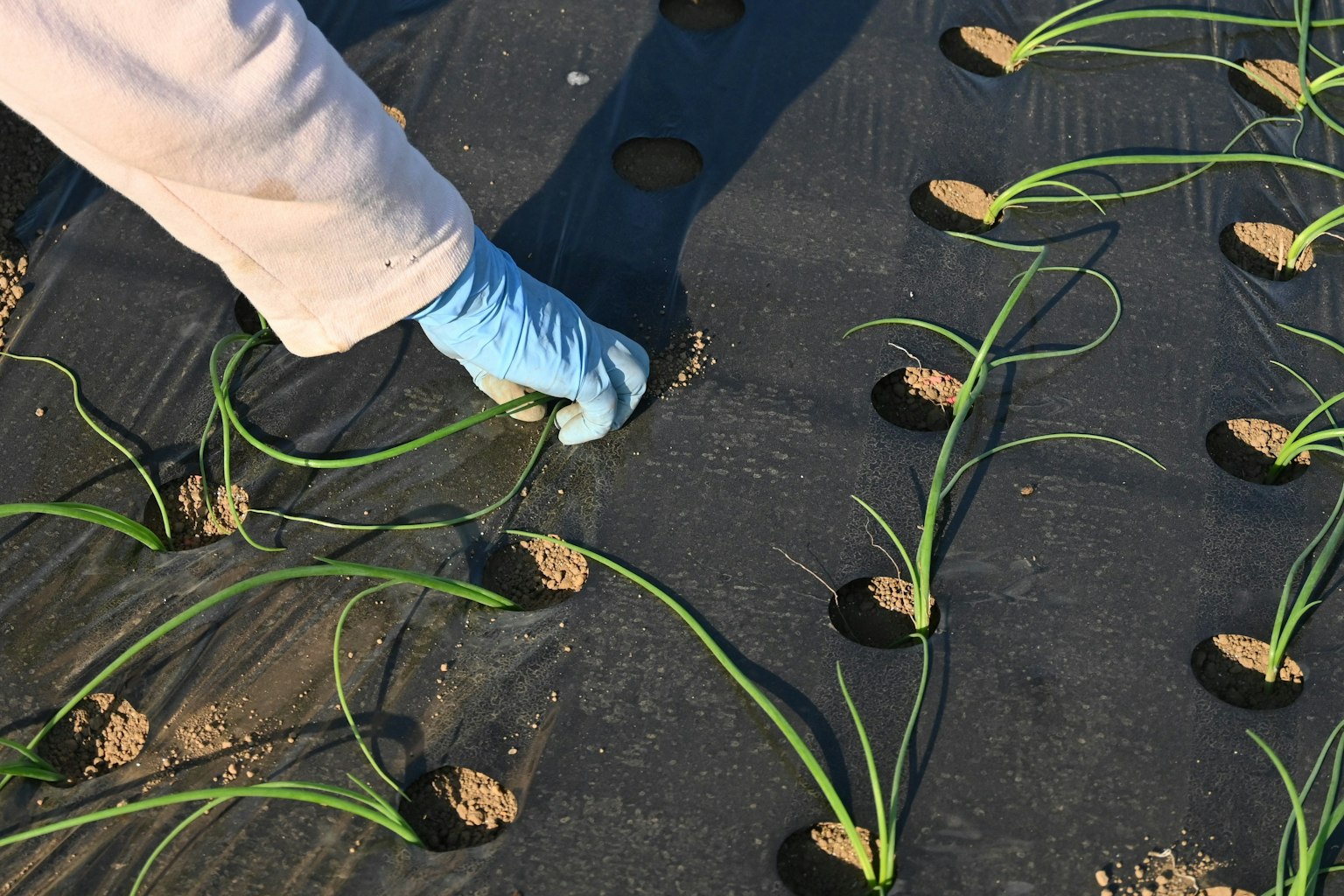 Mano che pianta piantine di cipolla nel terreno