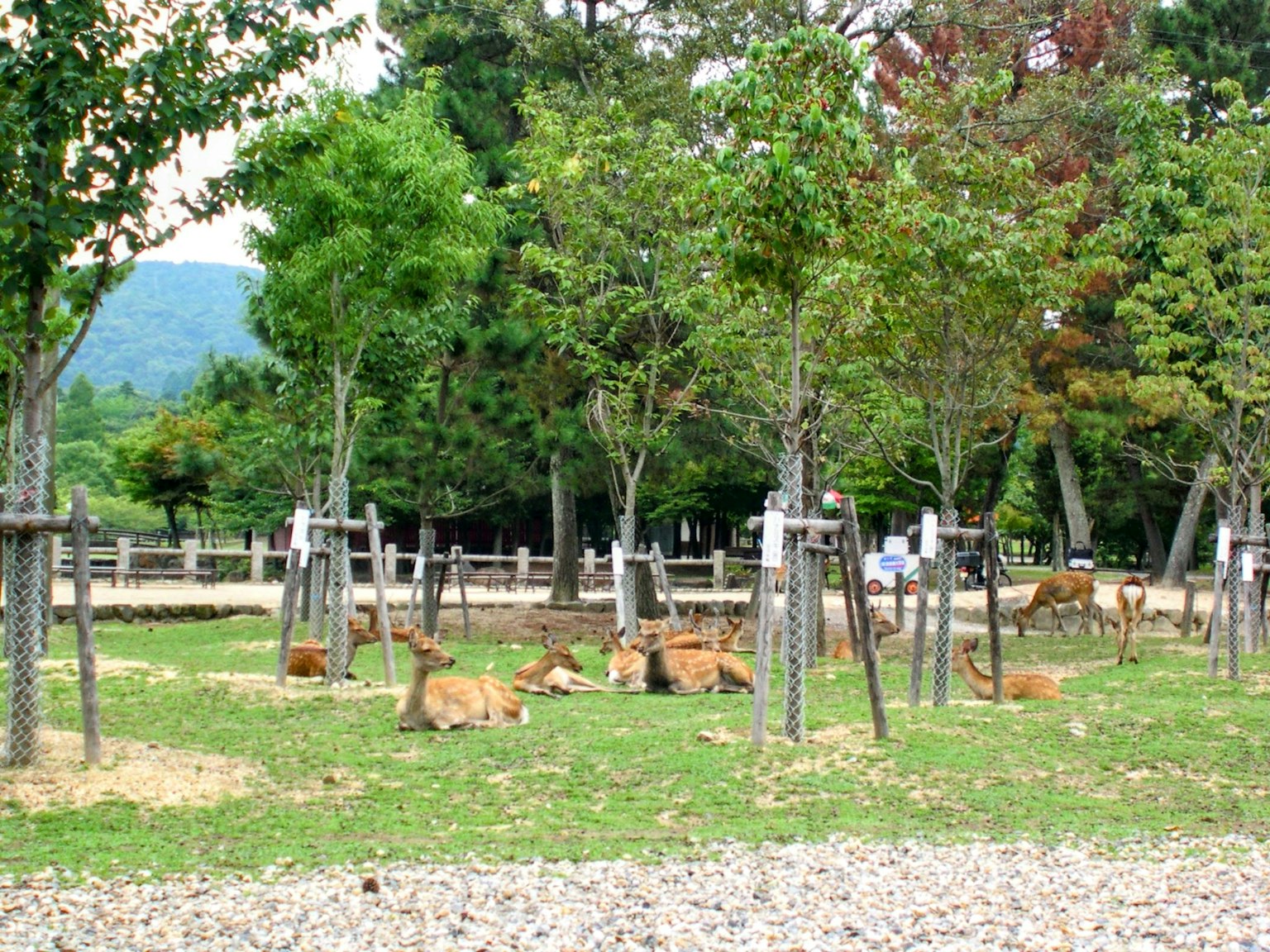 在樹木環繞的綠色公園裡休息的鹿