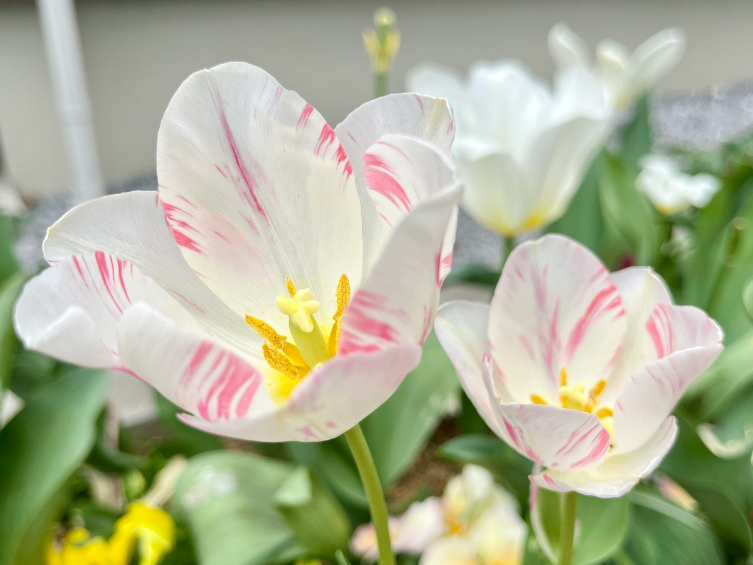 Bunga tulip dengan garis putih dan merah muda yang khas sedang mekar