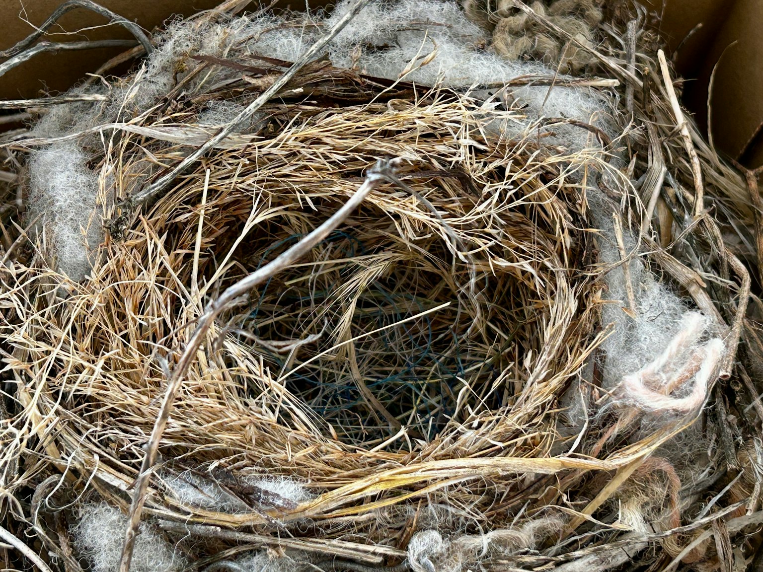 Close-up view of a bird's nest made of twigs and soft materials