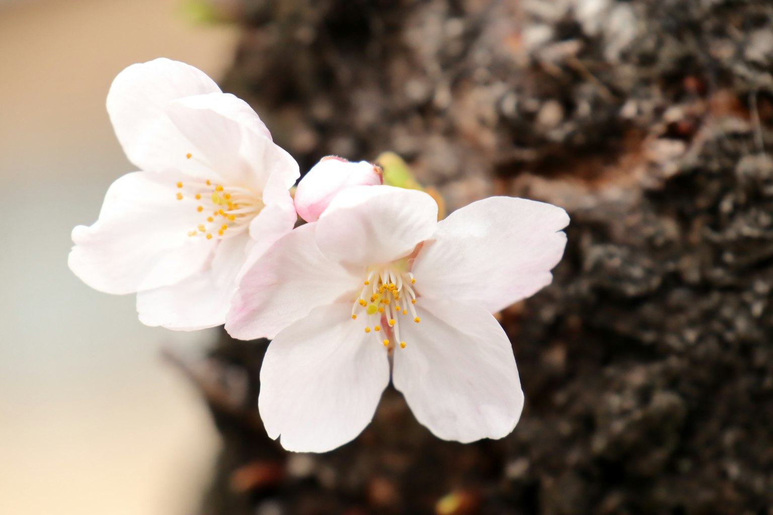 Fleurs de cerisier en fleurs sur un arbre
