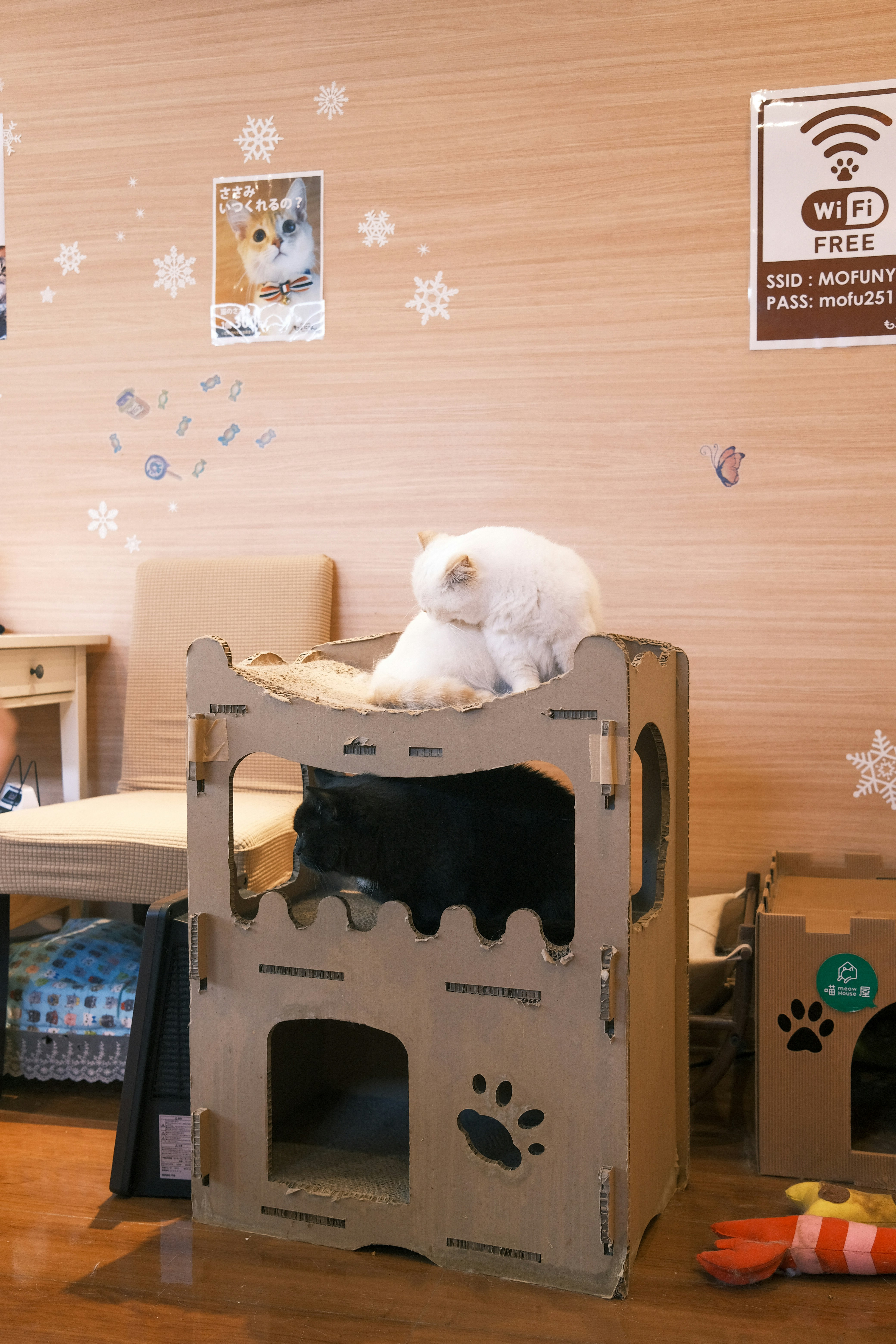 室內紙箱貓窩裡的貓在休息