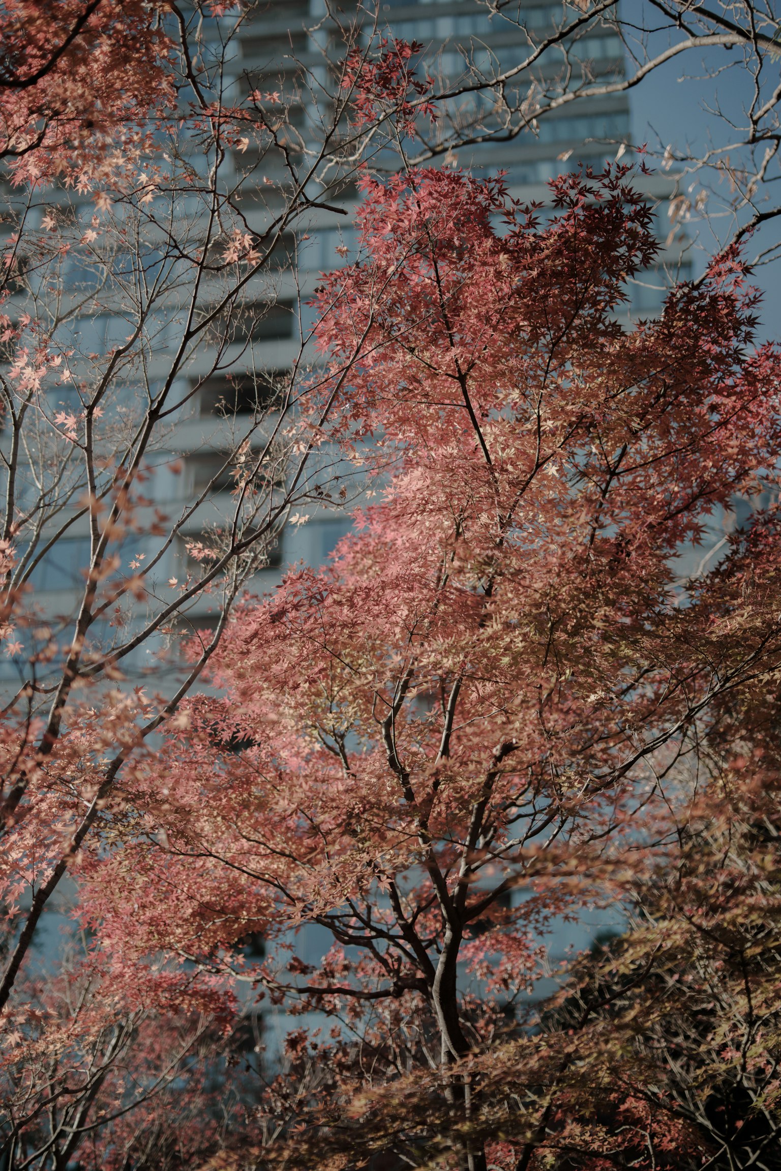 Urban scene with beautiful autumn foliage towering building in the background