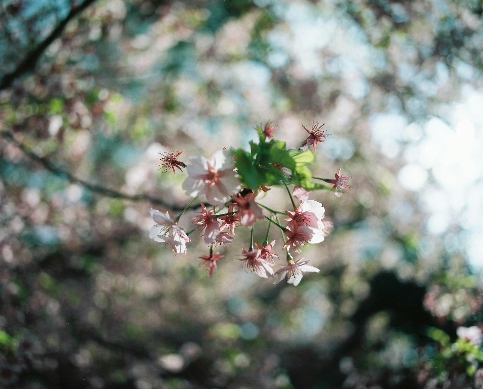Nahaufnahme eines Kirschbaumzweigs mit blassrosa Blüten und grünen Blättern
