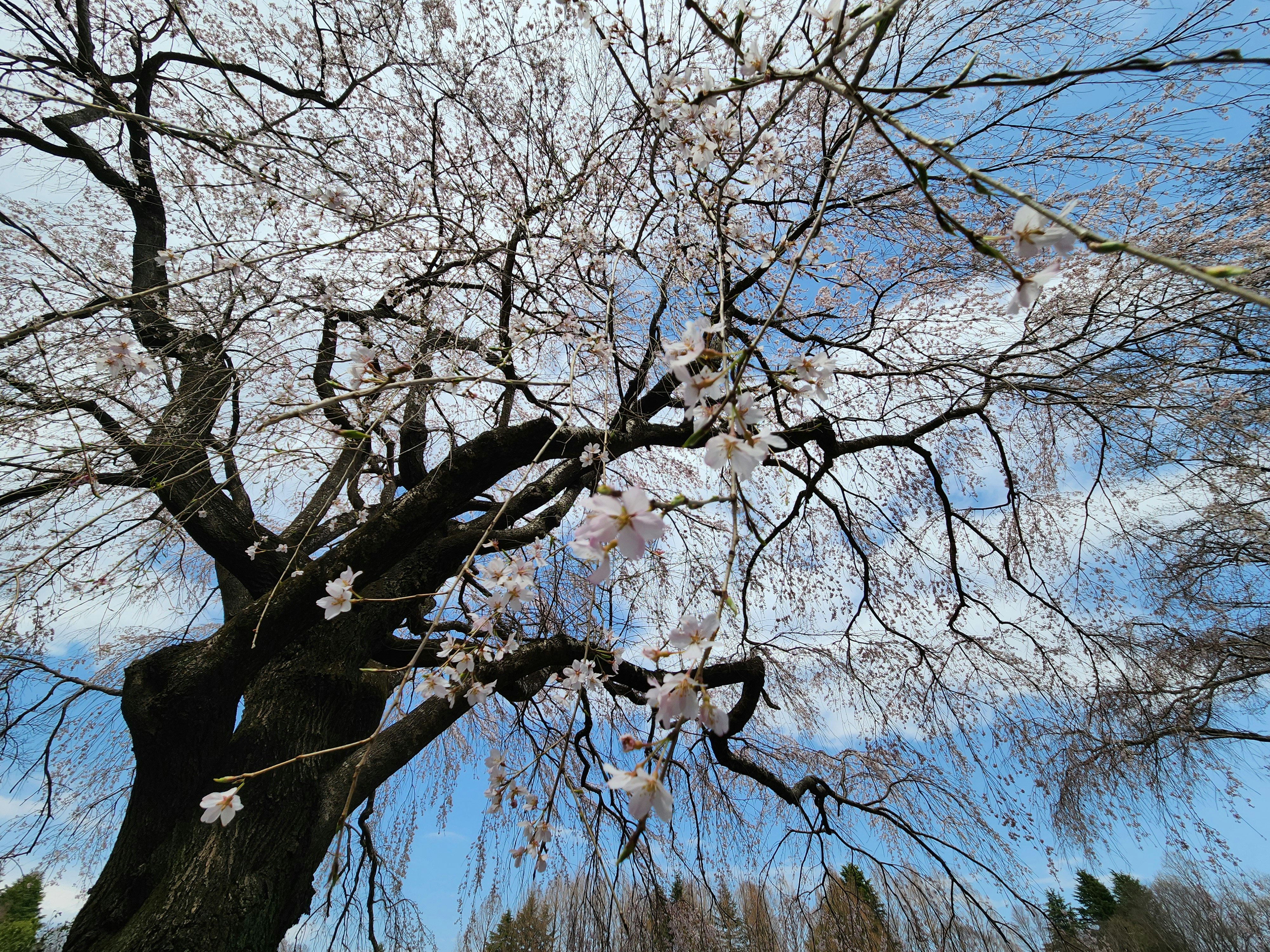 桜の花が咲く春空の下の枝ぶり