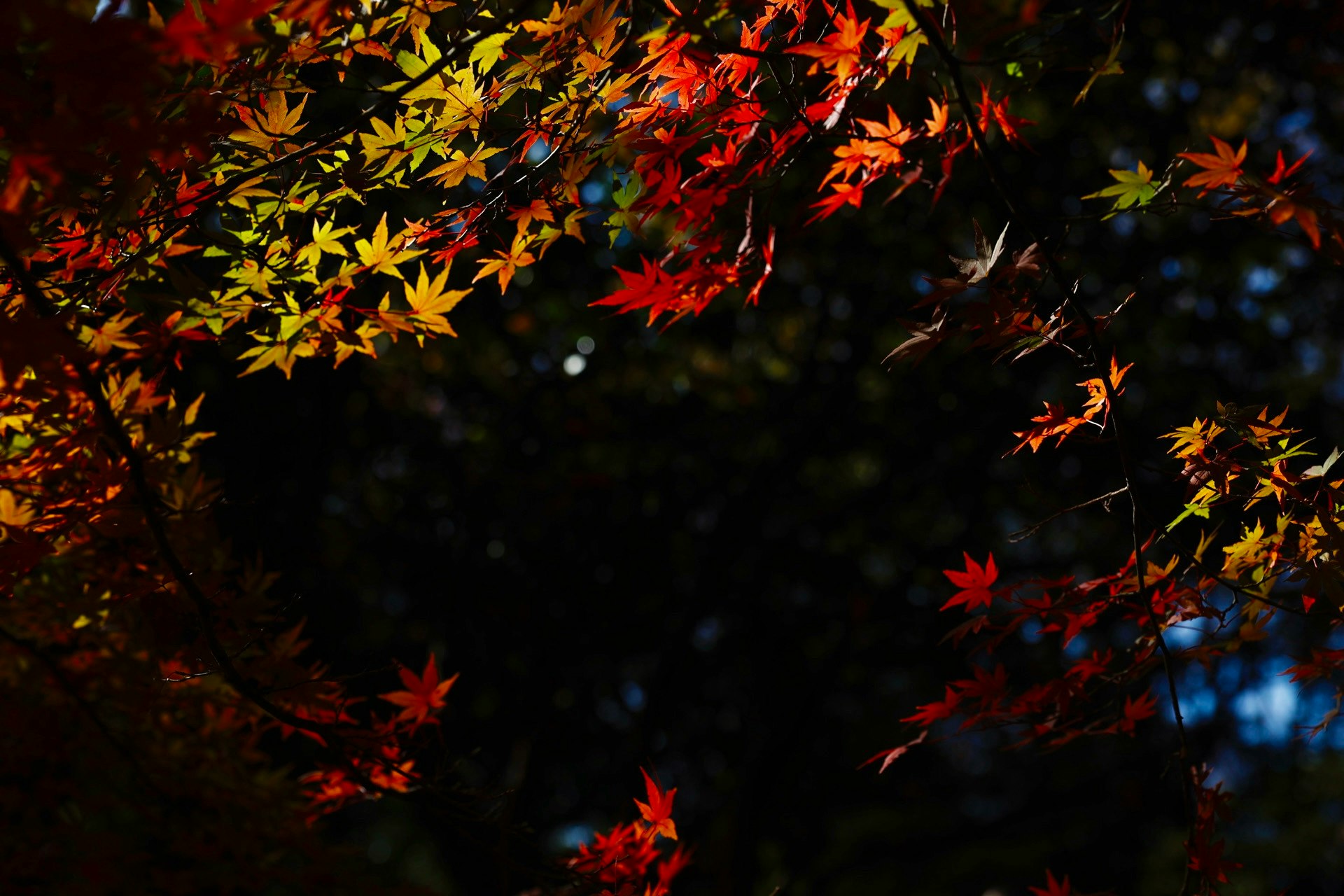 色づく紅葉が木々の枝に広がる秋の景色