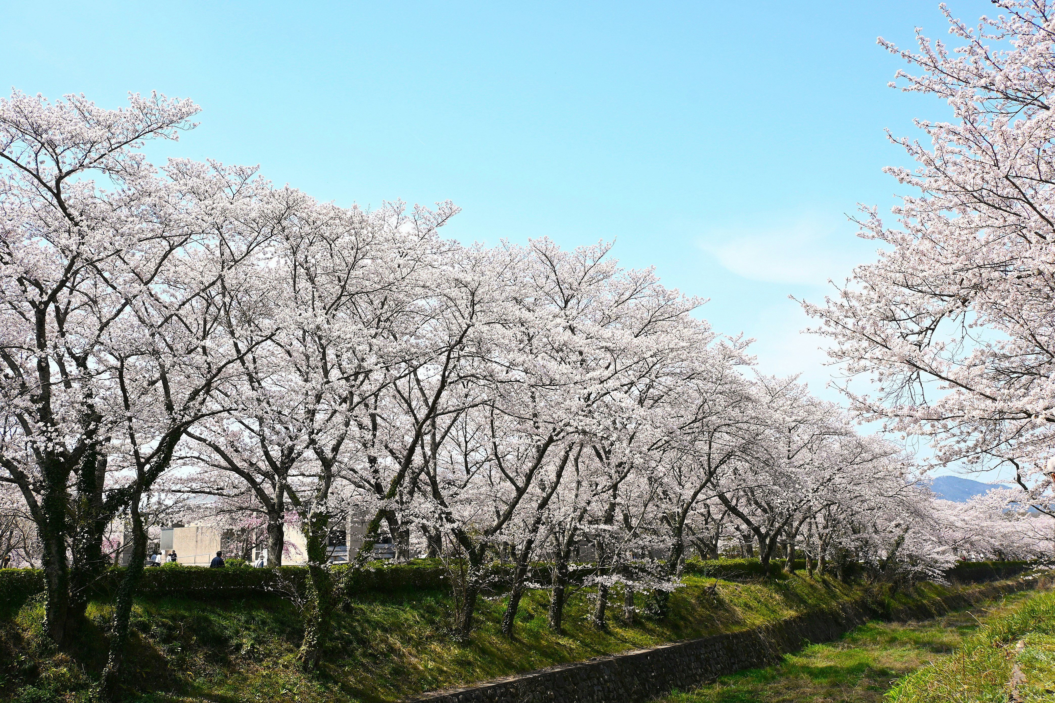 七谷川沿いの桜並木