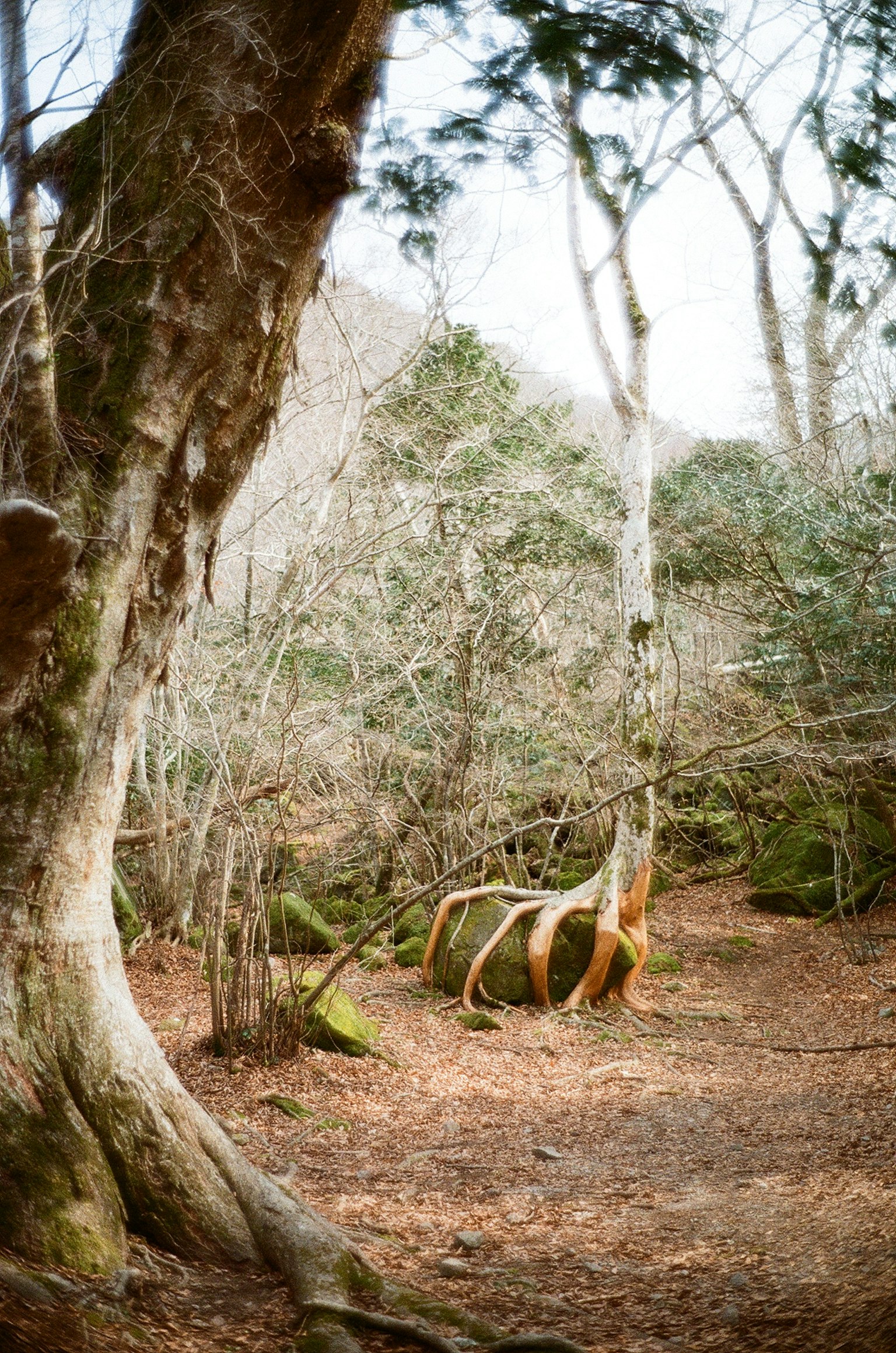 Un árbol viejo y una silla de metal en un bosque tranquilo
