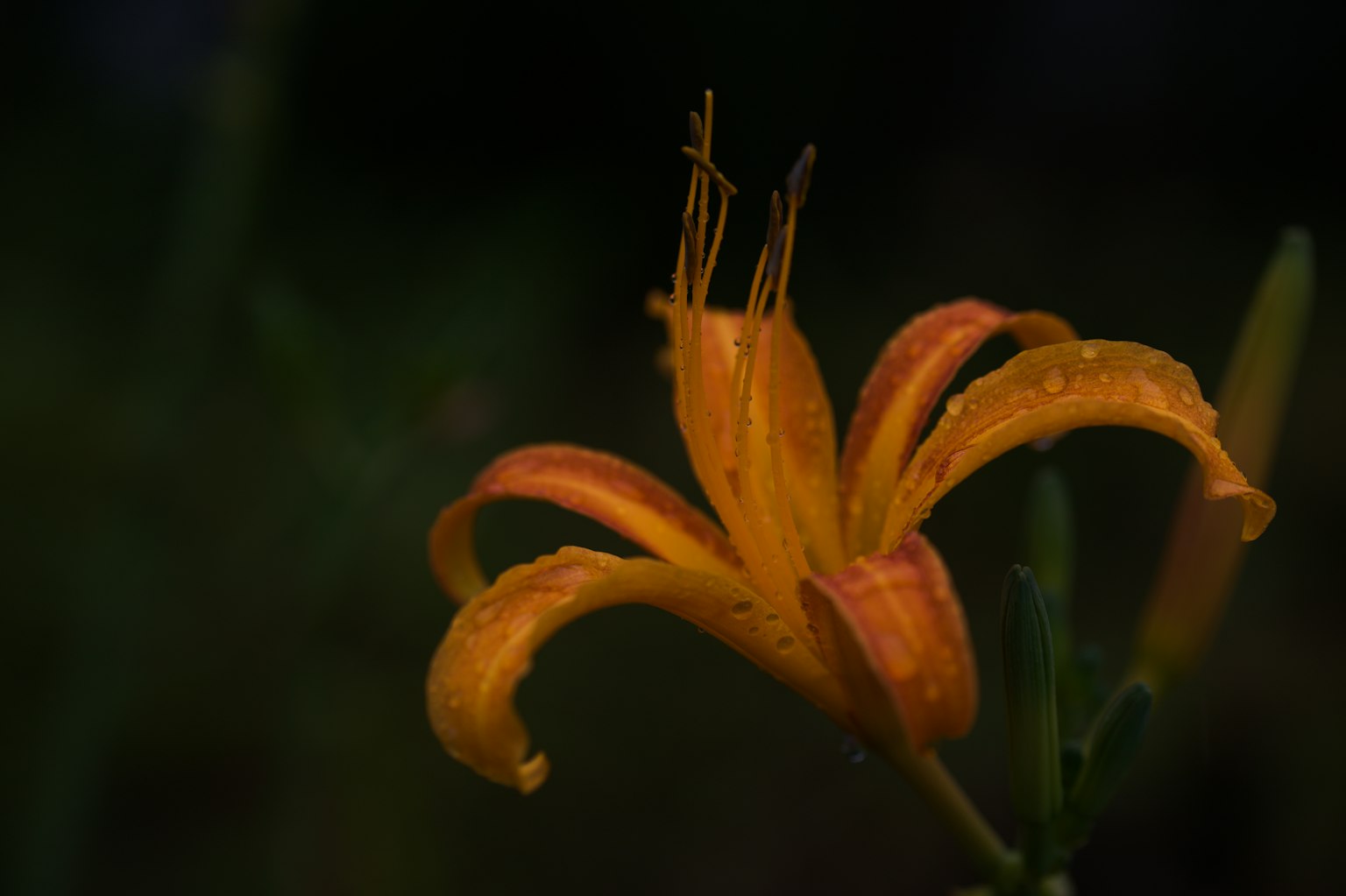 Flor de lirio con pétalos naranjas vibrantes contra un fondo oscuro