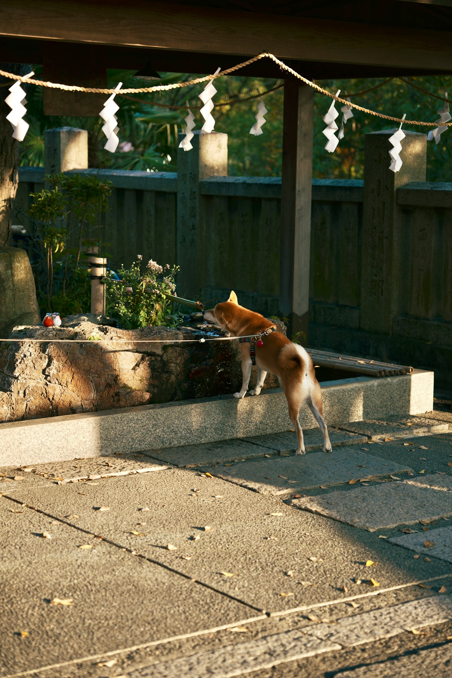 Un cane che si avvicina a una vasca d'acqua in un giardino giapponese