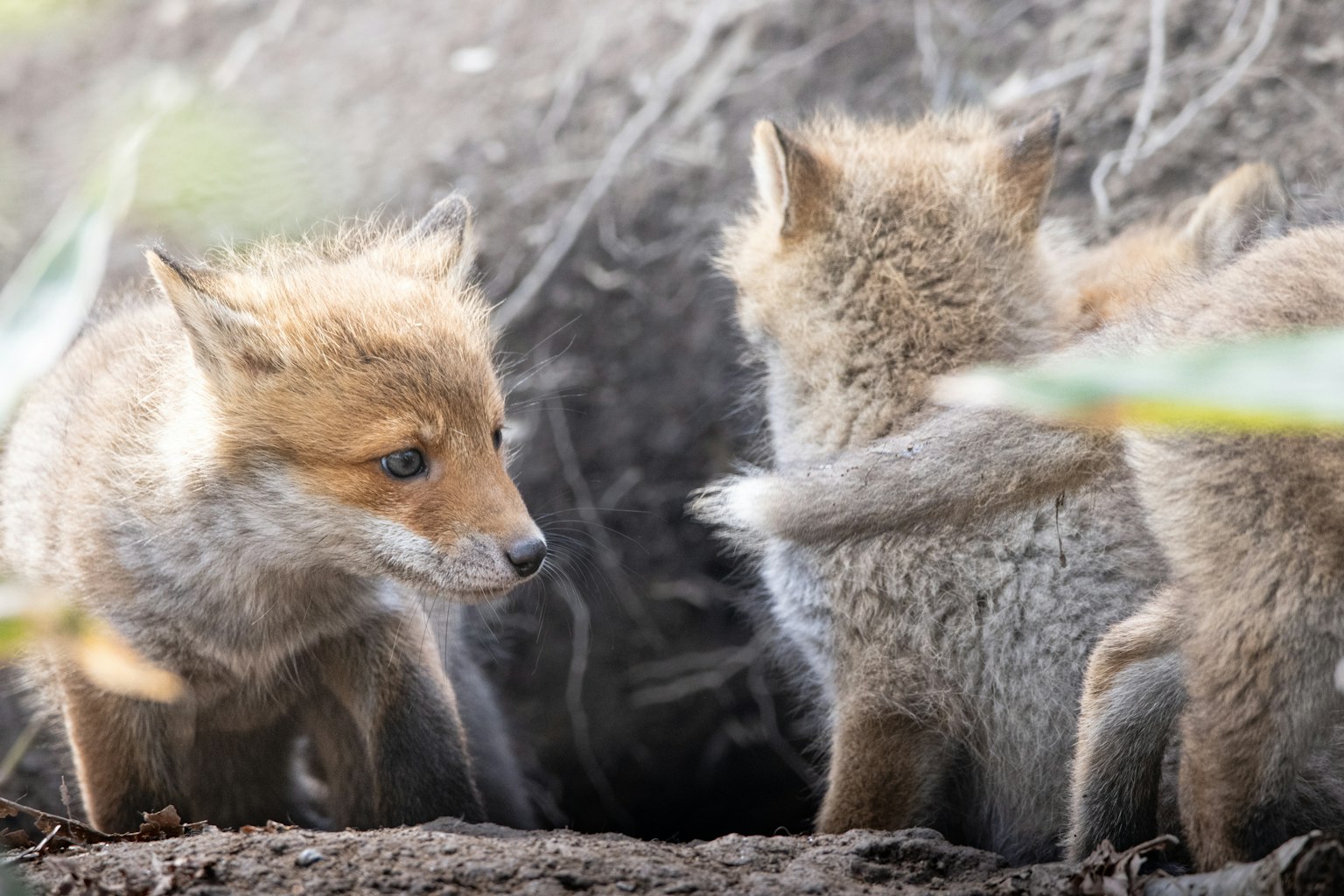 A group of playful fox cubs near a burrow