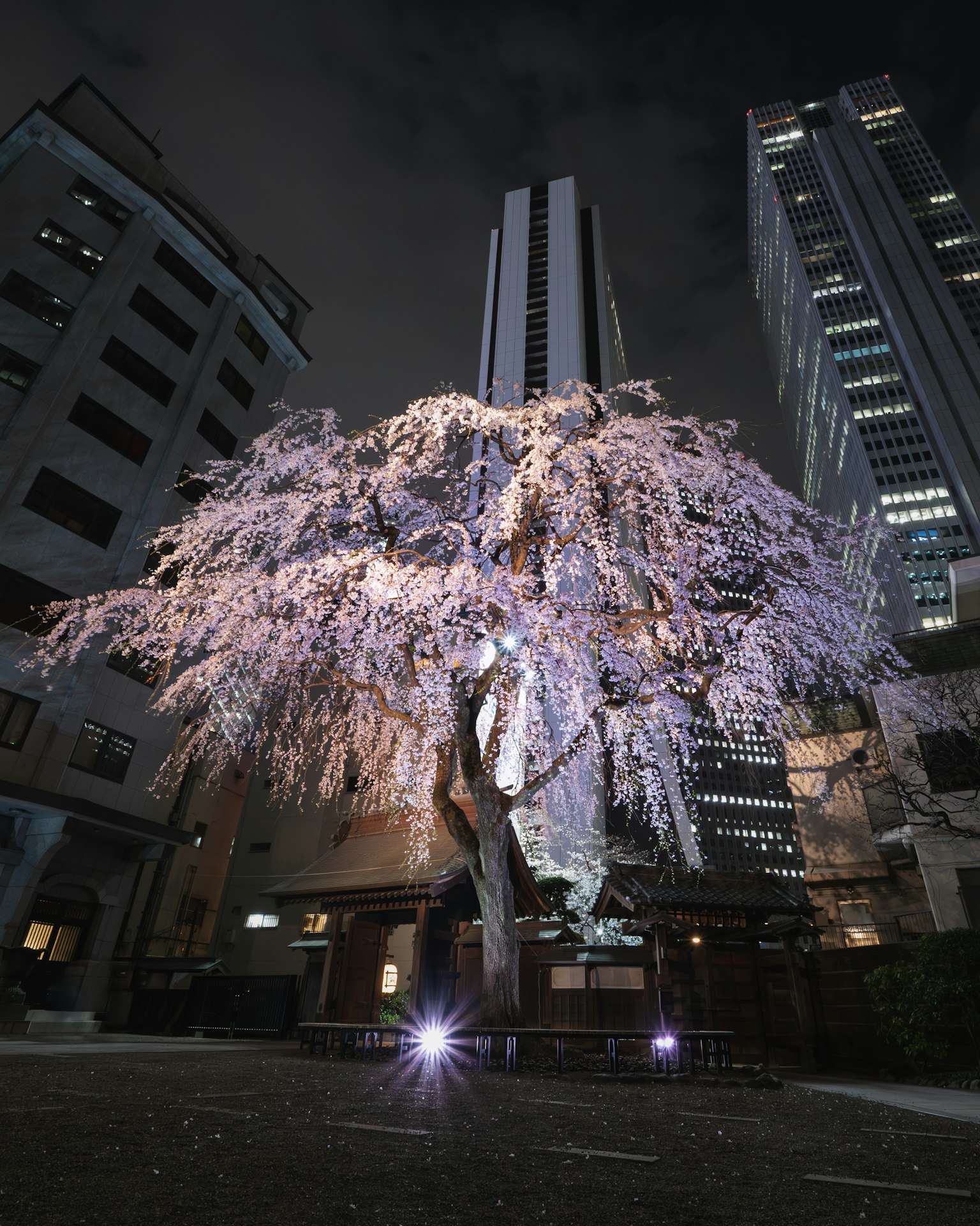 夜间照亮的美丽樱花树与背景中的摩天大楼
