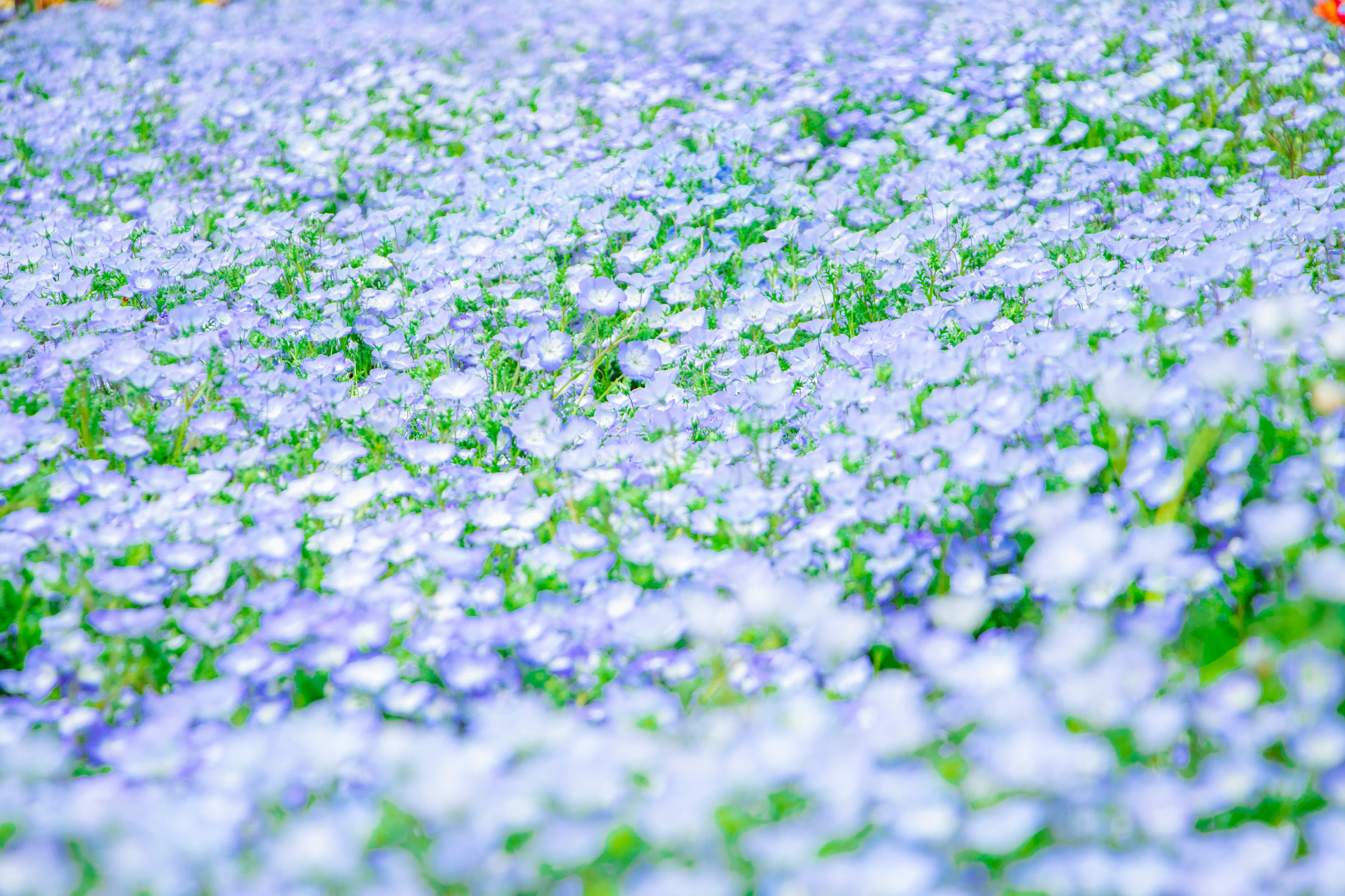 一面に広がる小さな花の群生