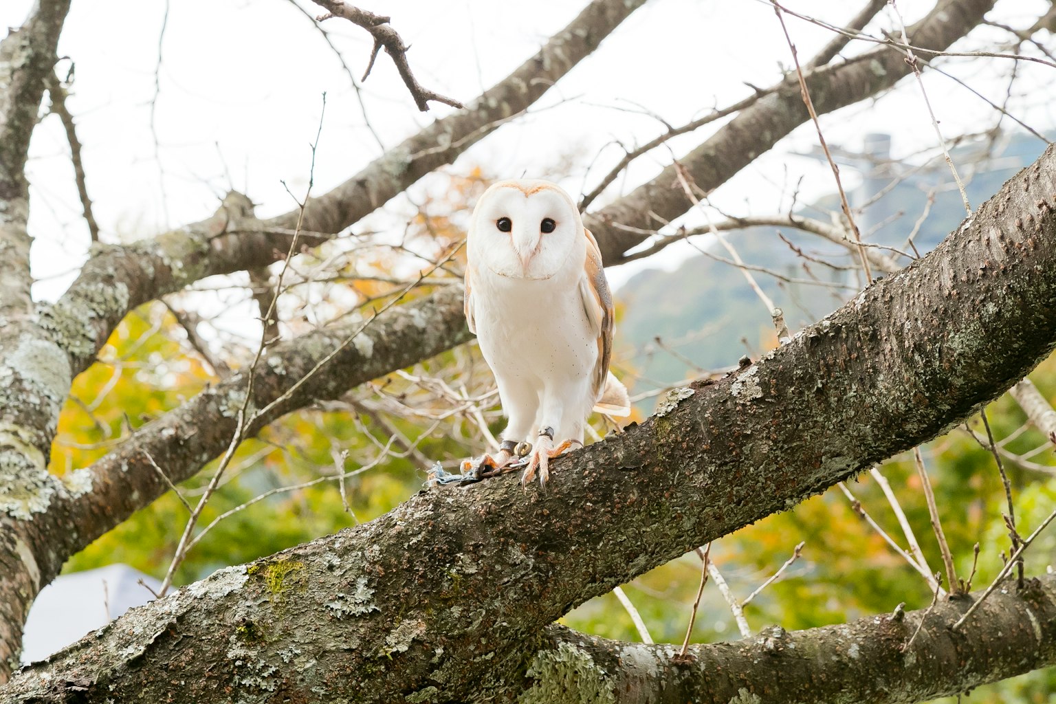 Un hibou blanc perché sur une branche d'arbre