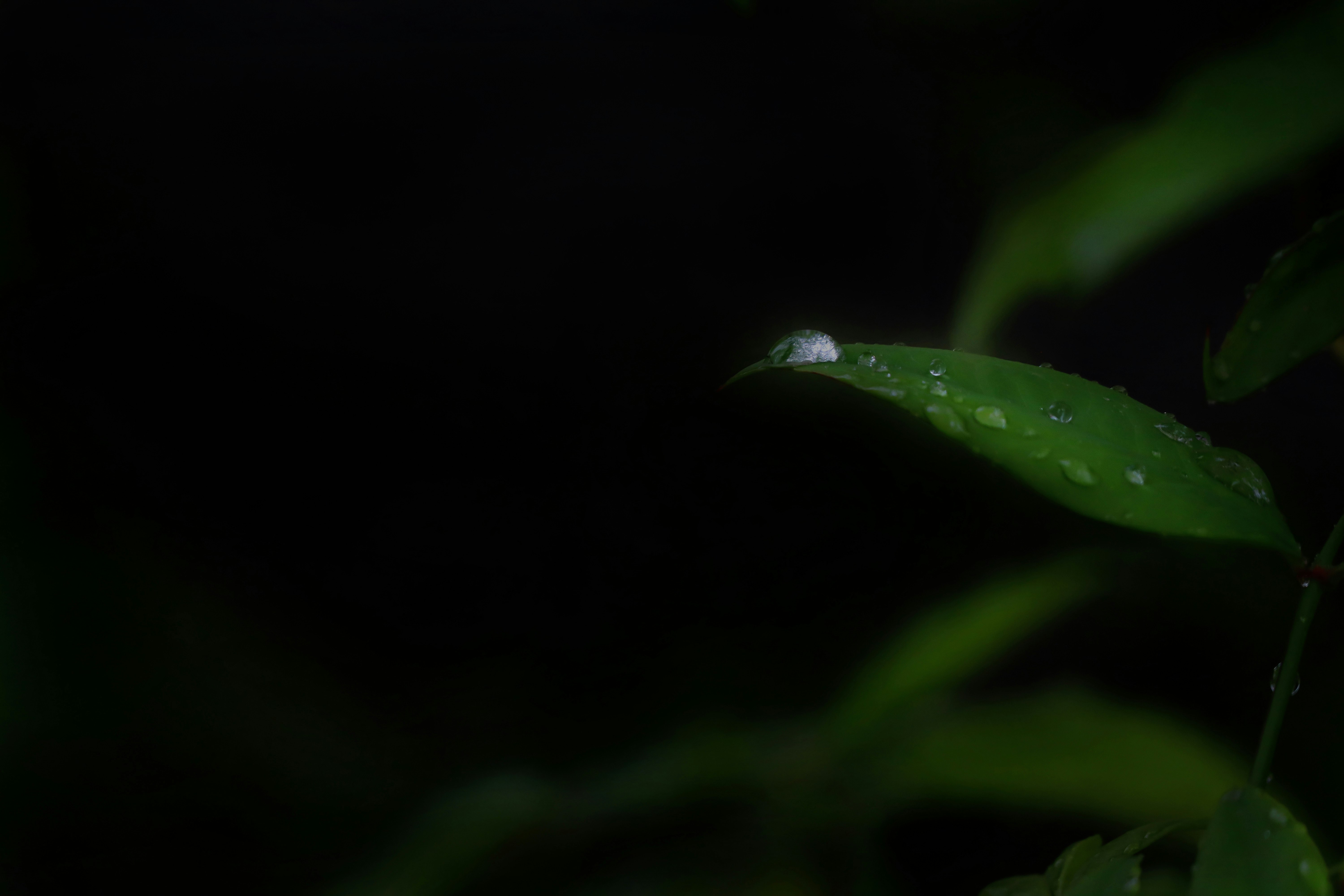 雨后叶片上的雨滴特写
