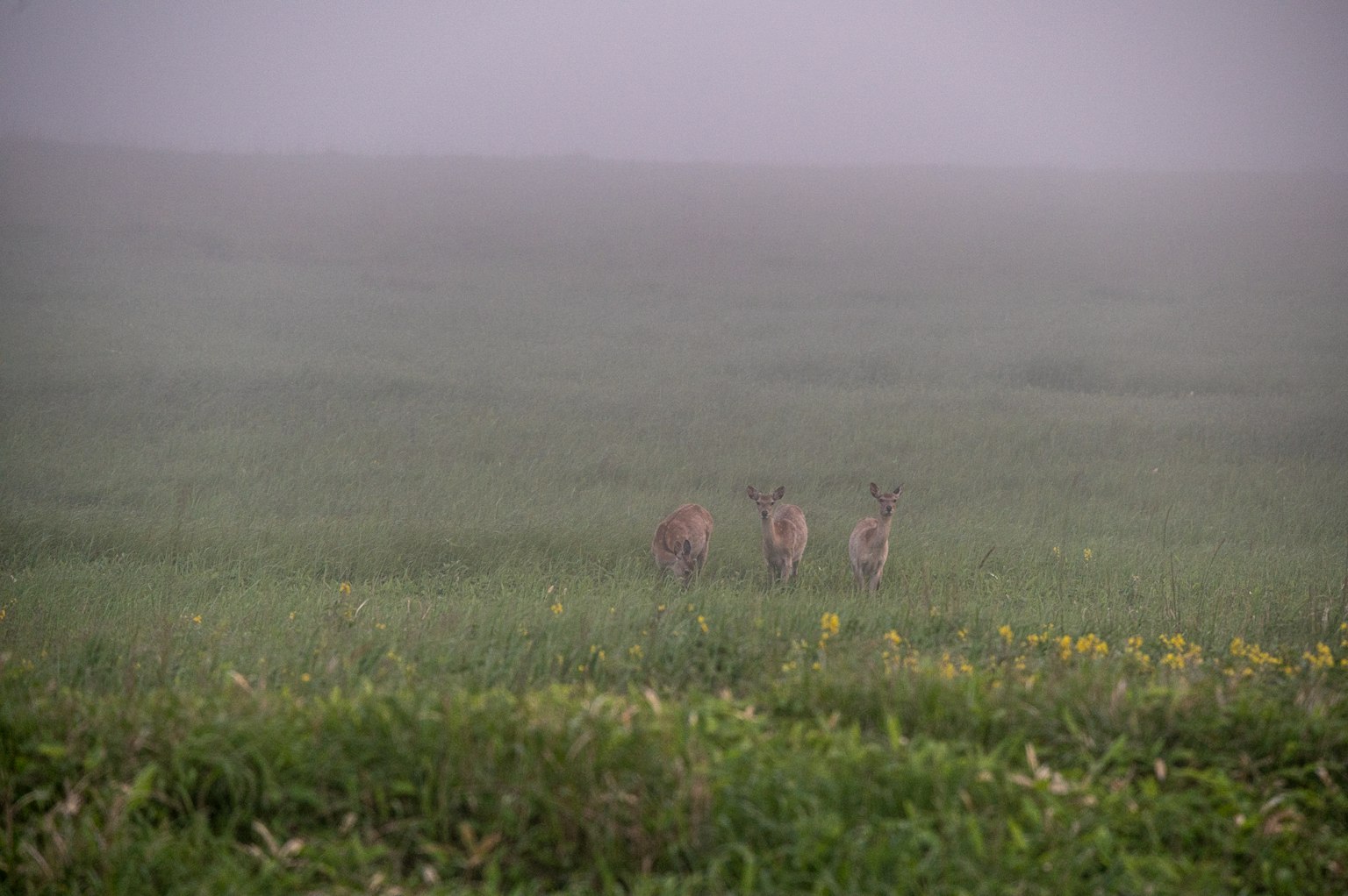 Three deer in a foggy grassland