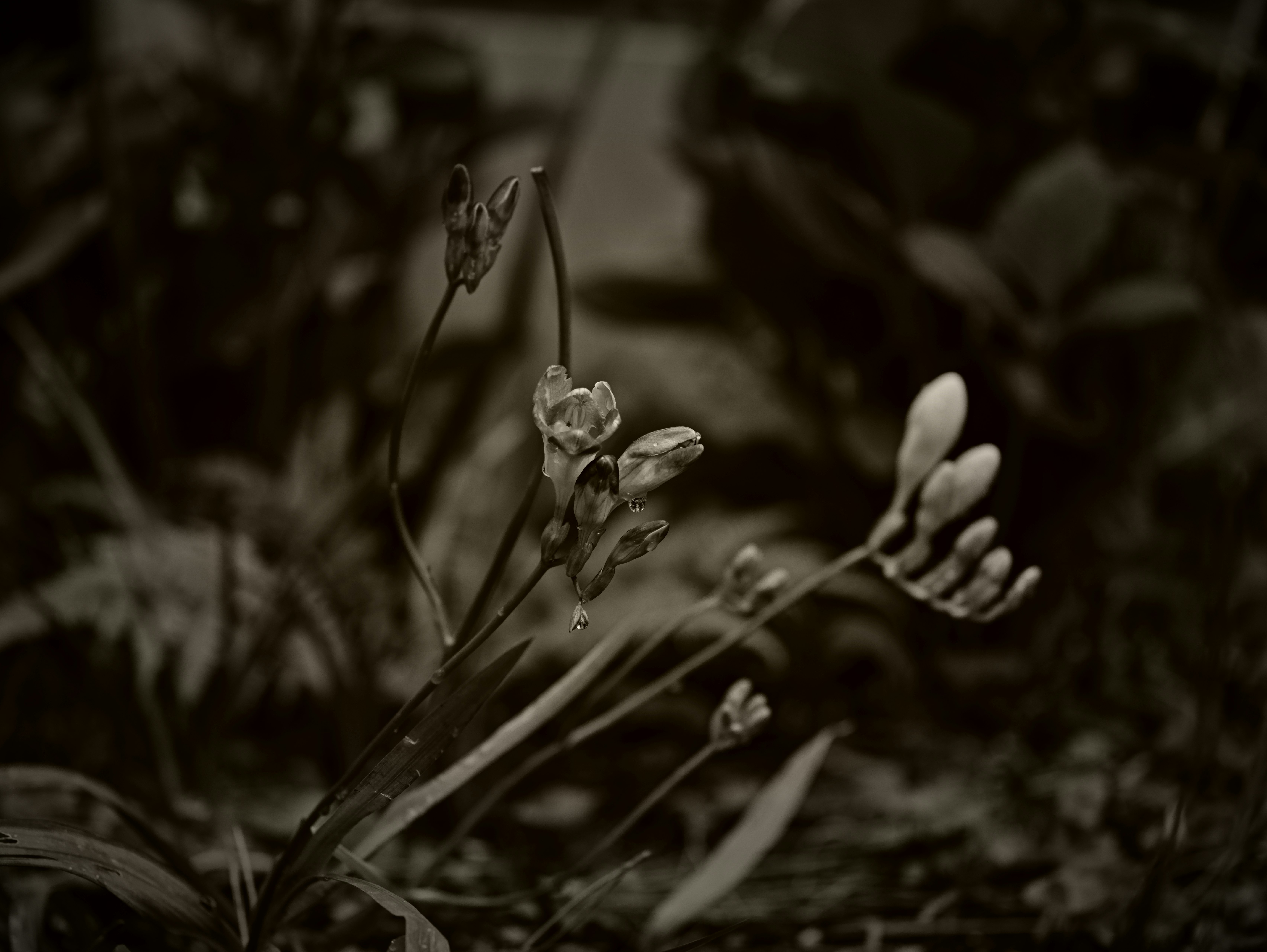 花と植物のある自然の小さな風景