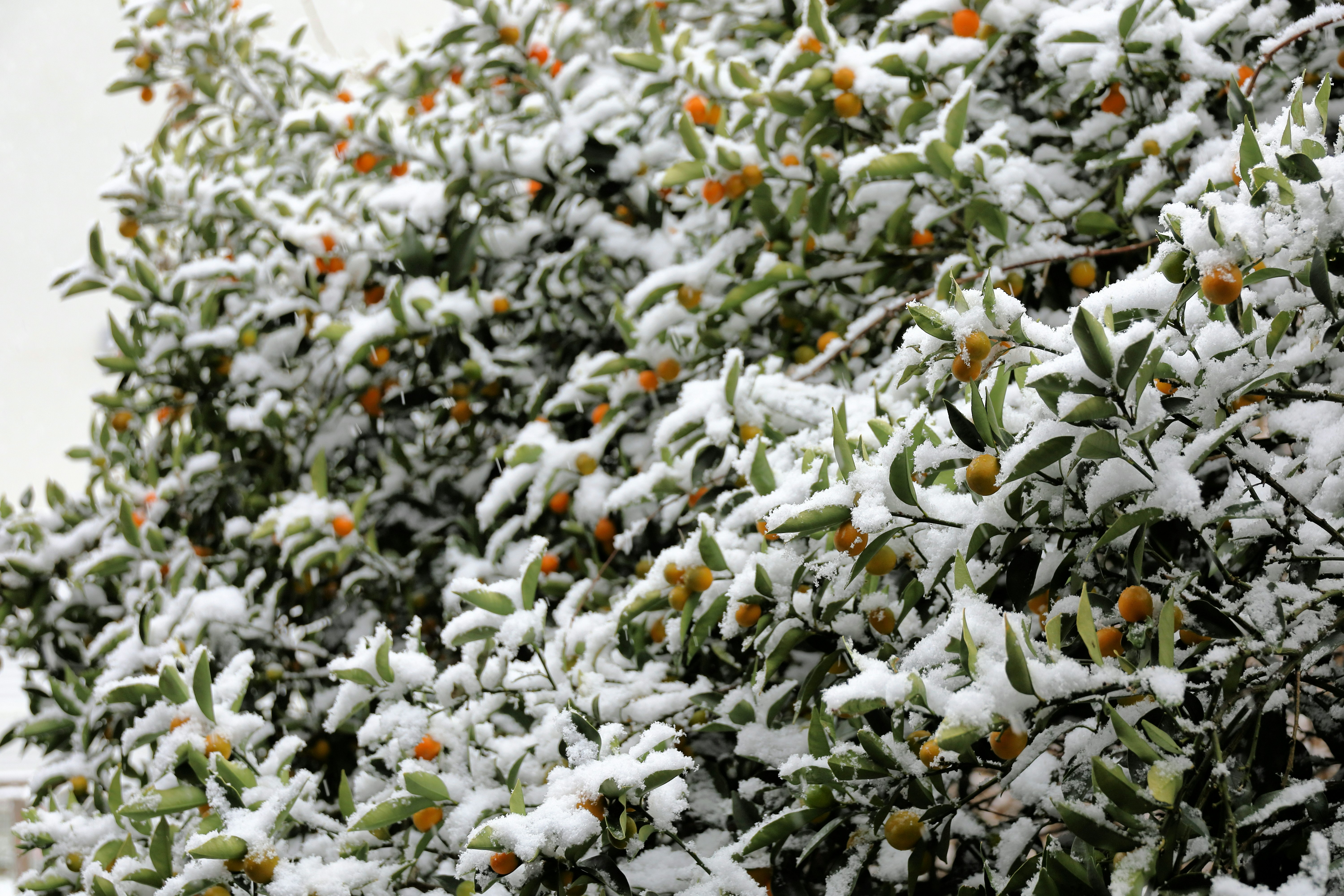 覆雪的橄欖樹枝