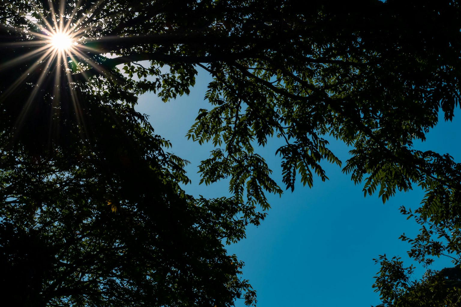 Lumière du soleil passant à travers les branches d'arbres sur un ciel bleu