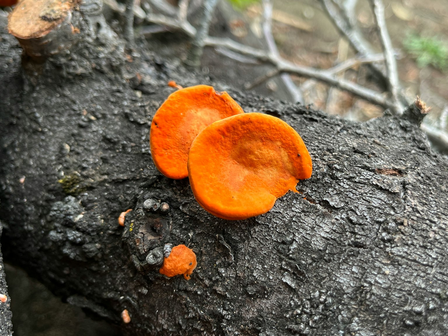 Hongos naranjas creciendo en un tronco de árbol